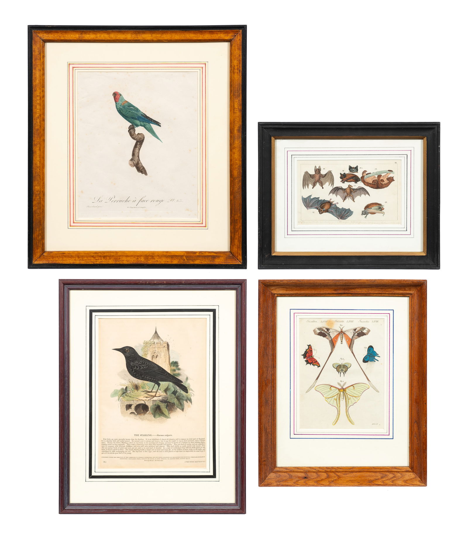 Lot of Four Hand-Colored Animal Engravings. (1 of 19)