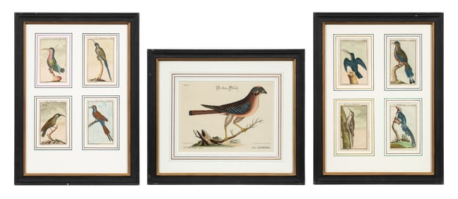 Lot of Ornithological Engravings, Seligmann.