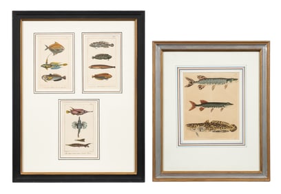Lot of Fish Lithographs - Motte After Oudart, etc.