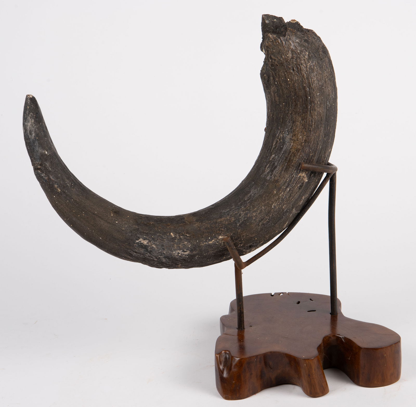 Sculpture of Mastodon Tusk on Wood Base.: The sculpture looks to be painted plaster, and resembles a small mammoth or mastodon tusk. There are some small chips, and the wood base has some cracks. The dimensions of the piece are 18" x 10" x 18