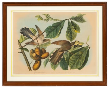 Yellow-billed Cuckoo, Bien Edition Audubon Litho.
