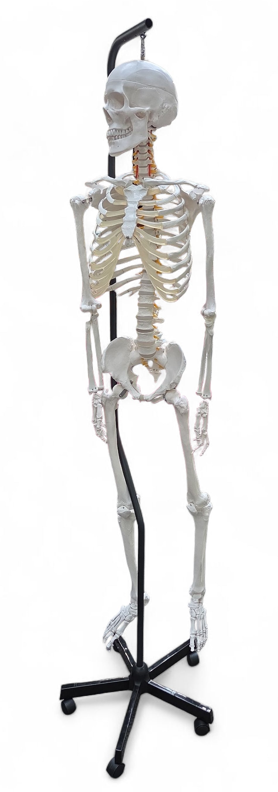 66" Life Size Model Skeleton w/ Stand. (1 of 3)