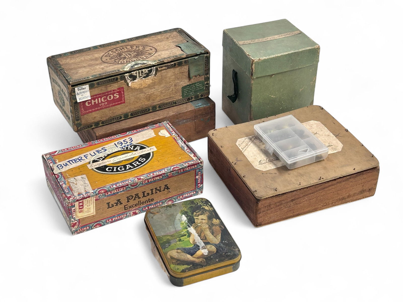 Insect Taxidermy Lot: Scarab Beetles, Butterflies. (1 of 20)