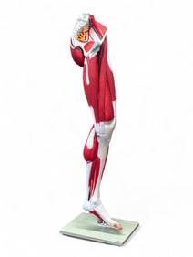 Musculoskeletal Anatomical Model of Human Leg.