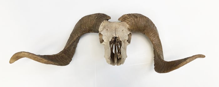 Ram Skull with Horns.