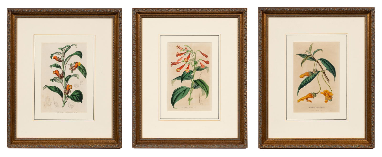 3 Antique Botanical Lithographs, Louis Van Houtte. (1 of 11)