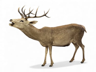 Full Mount Taxidermy Elk.