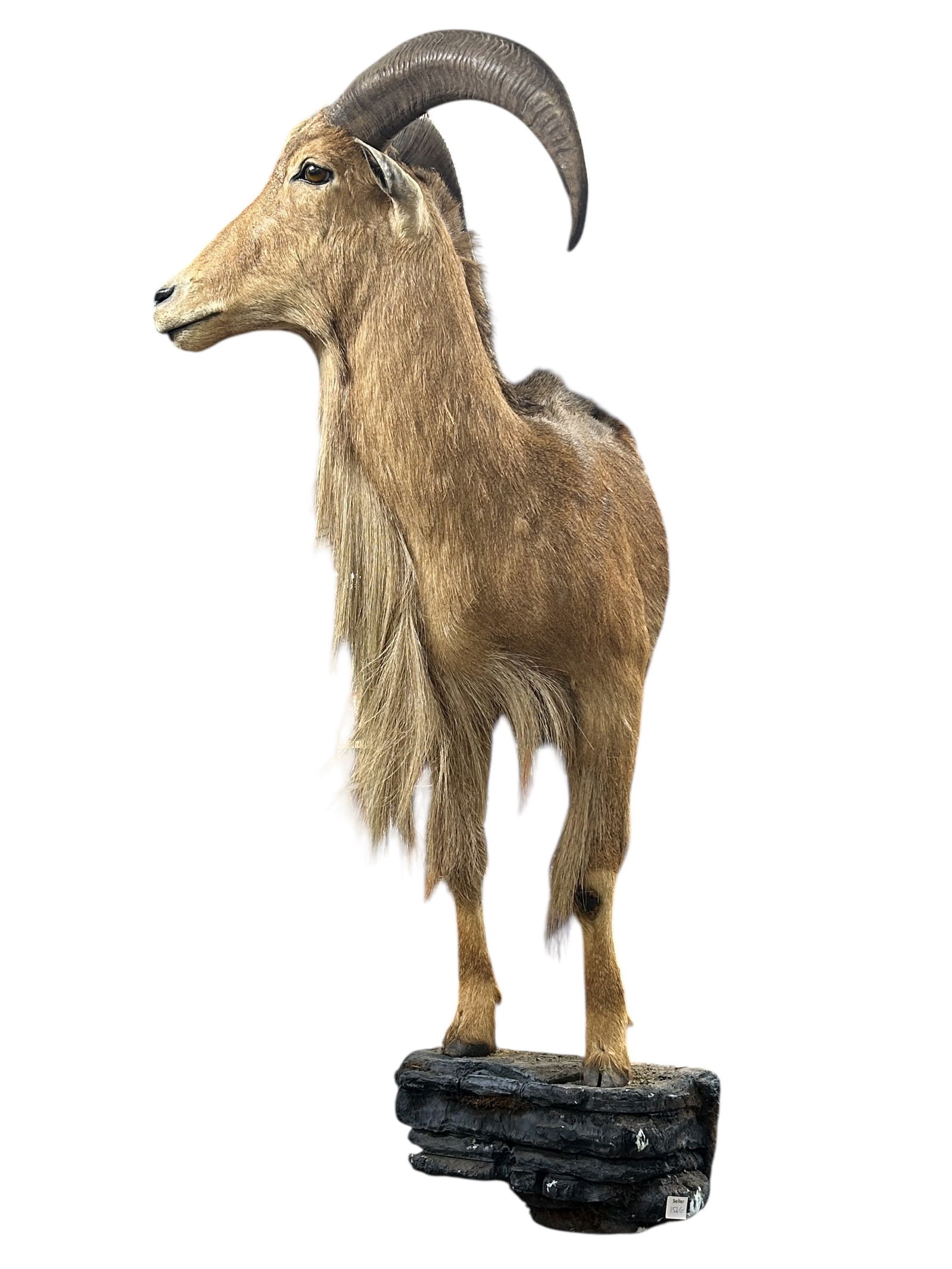 Half Mount African Aoudad / Mountain Barbary Sheep (1 of 12)