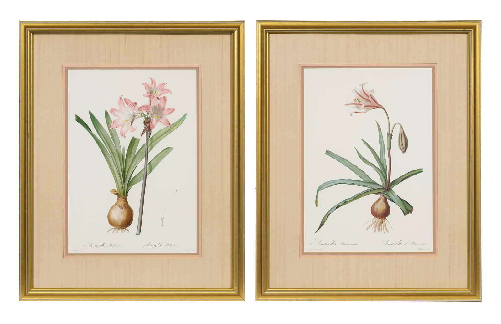Pr. of Botanical Prints After Pierre Redoute. (1 of 11)