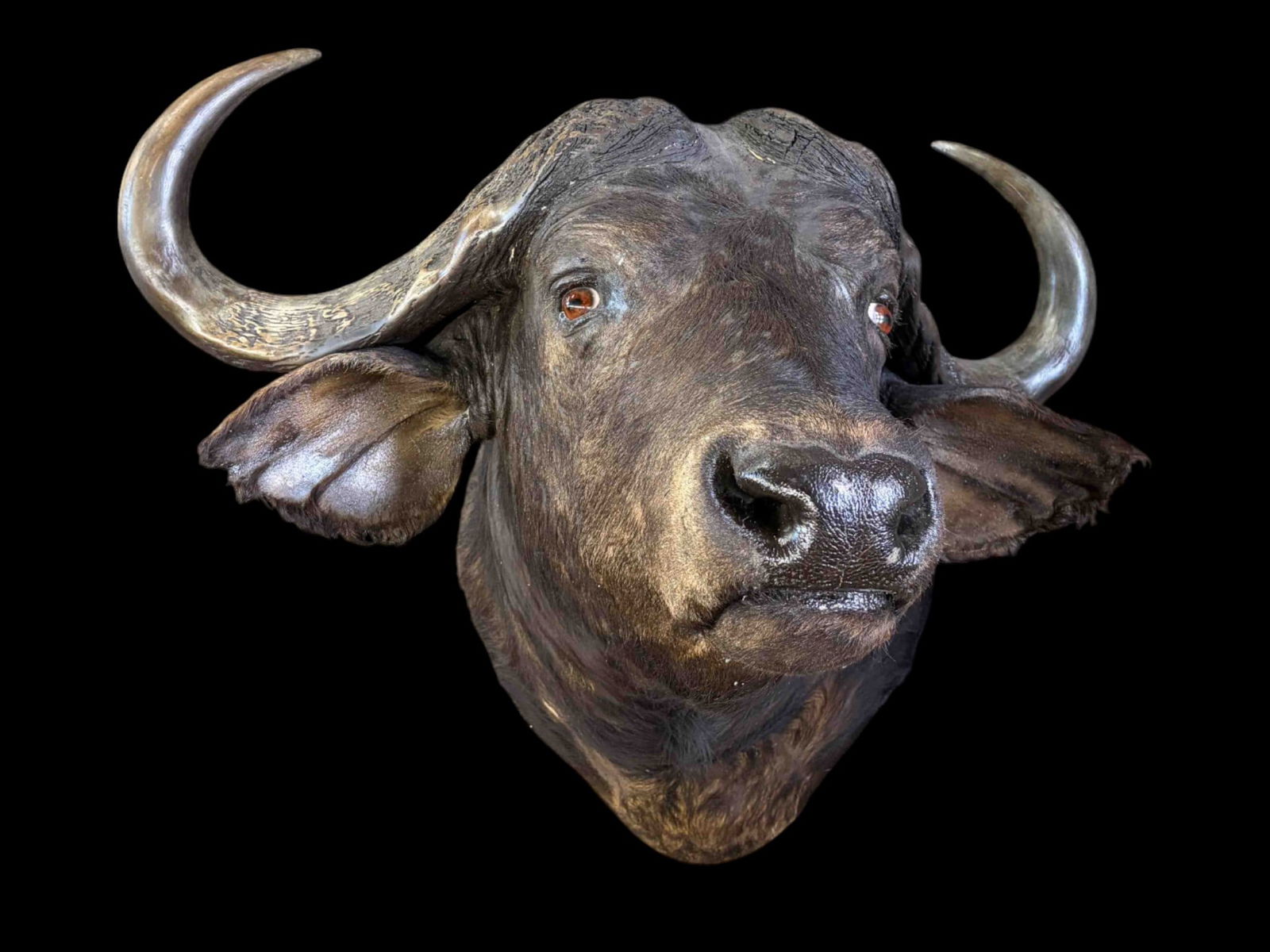 Huge Cape Buffalo Bust Taxidermy Wall Mount. (1 of 13)