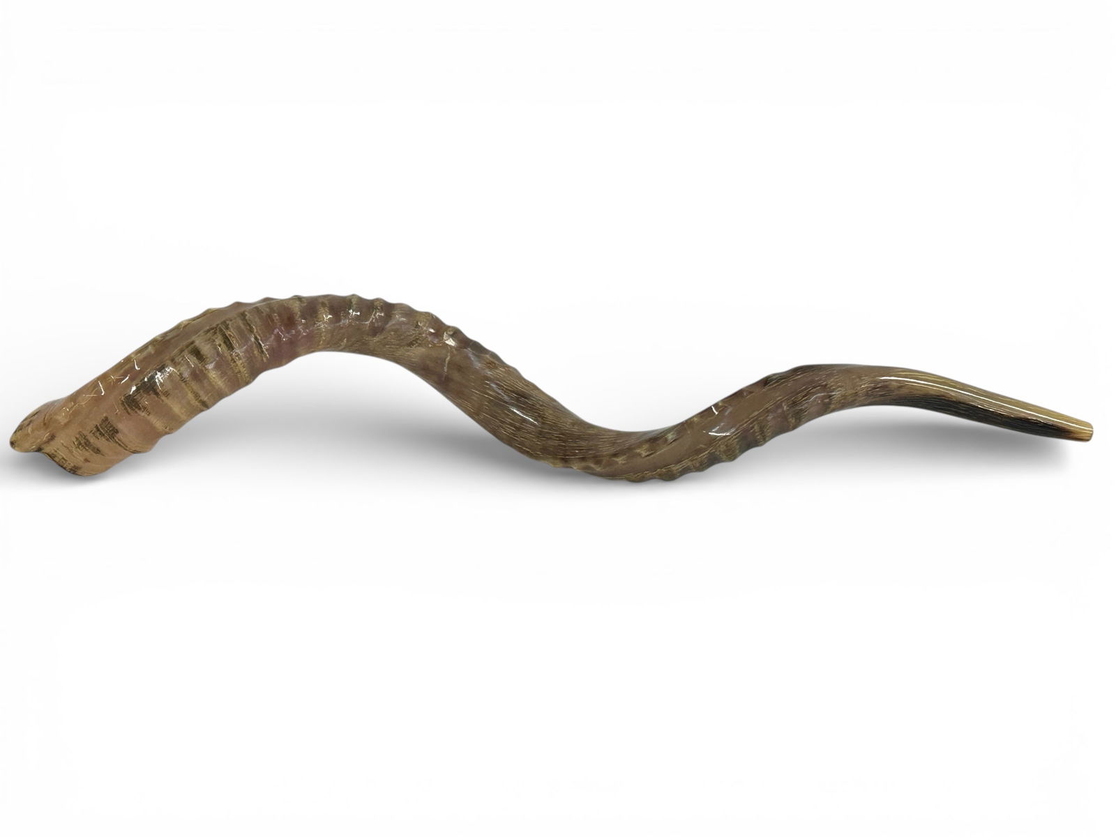 35 1/2" Long Polished Jewish Shofar Ram's Horn. (1 of 10)