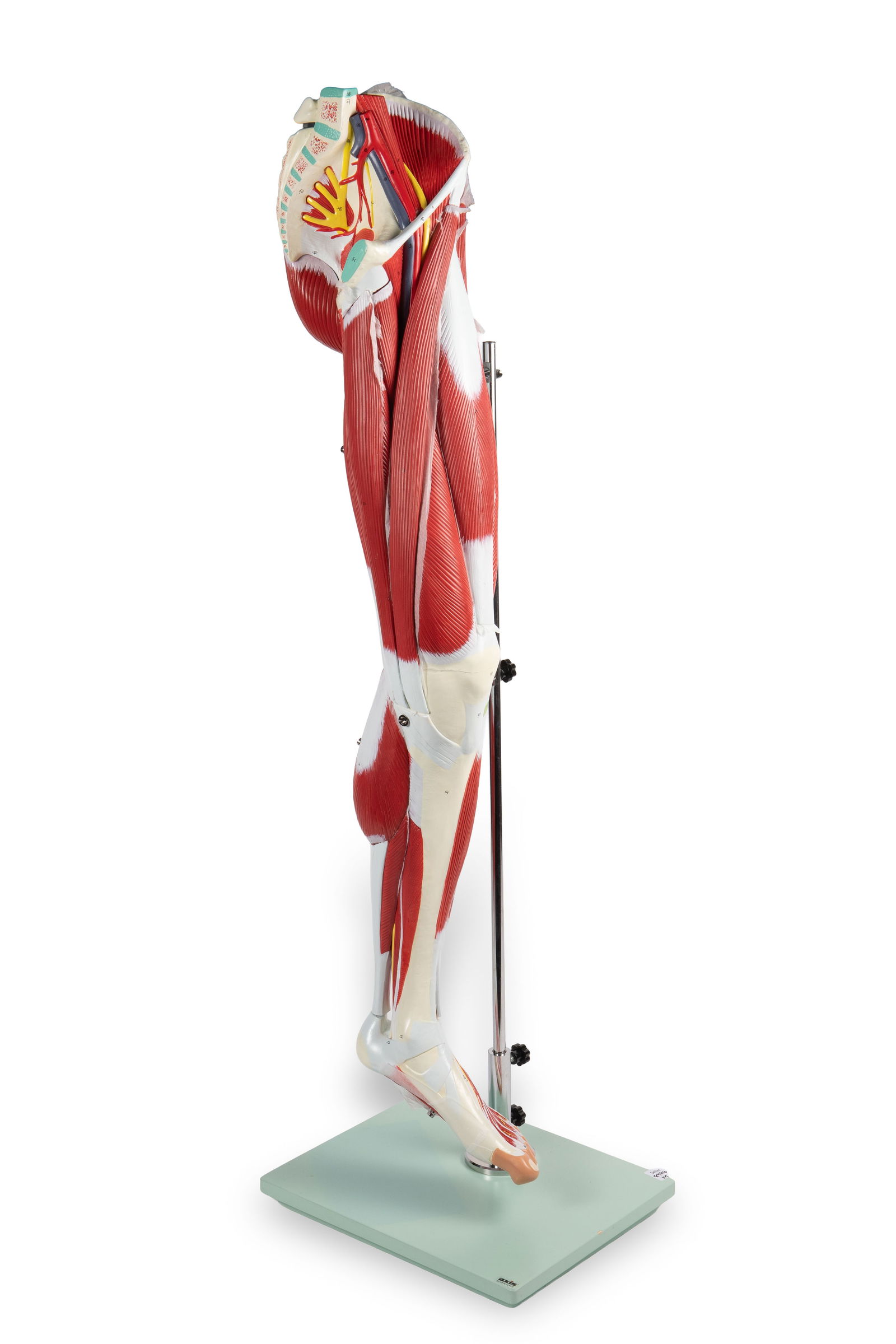 Axis Scientific Life Size Leg Muscle Model. (1 of 7)