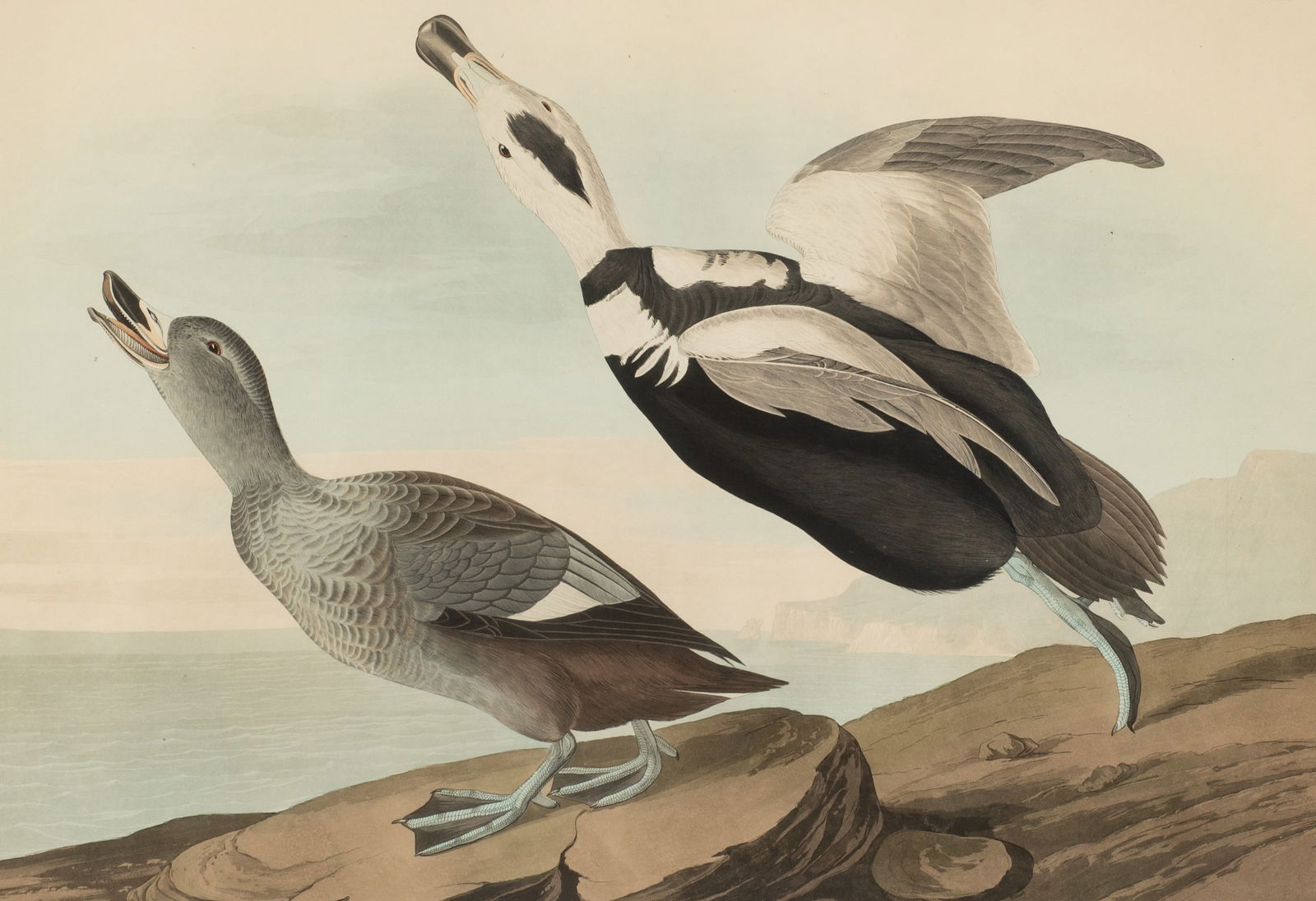 Audubon Havell Edition, Pied Duck, Plate 332. (1 of 8)
