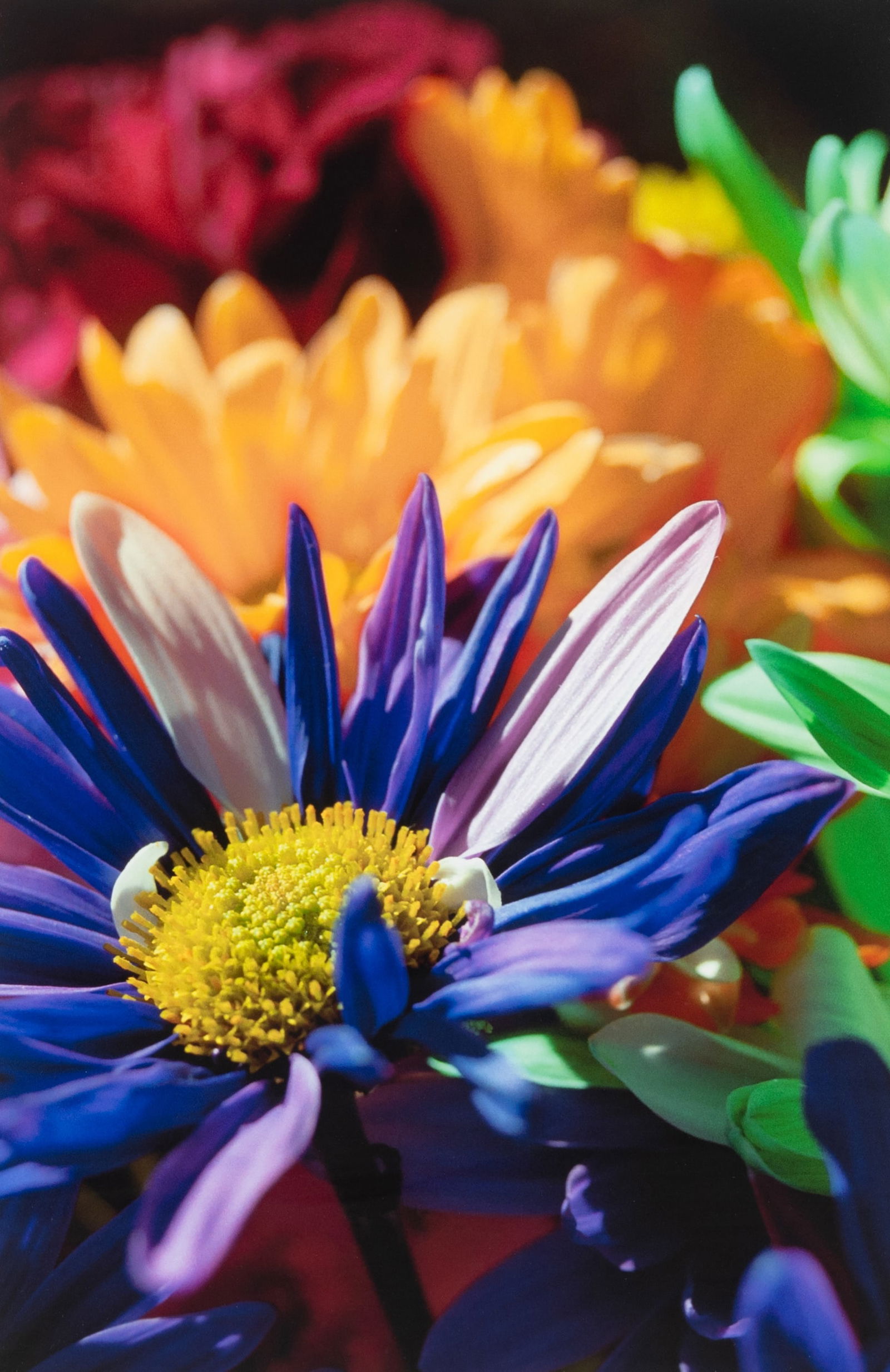 Limited Edition Floral Photographic Print, Signed. (1 of 6)