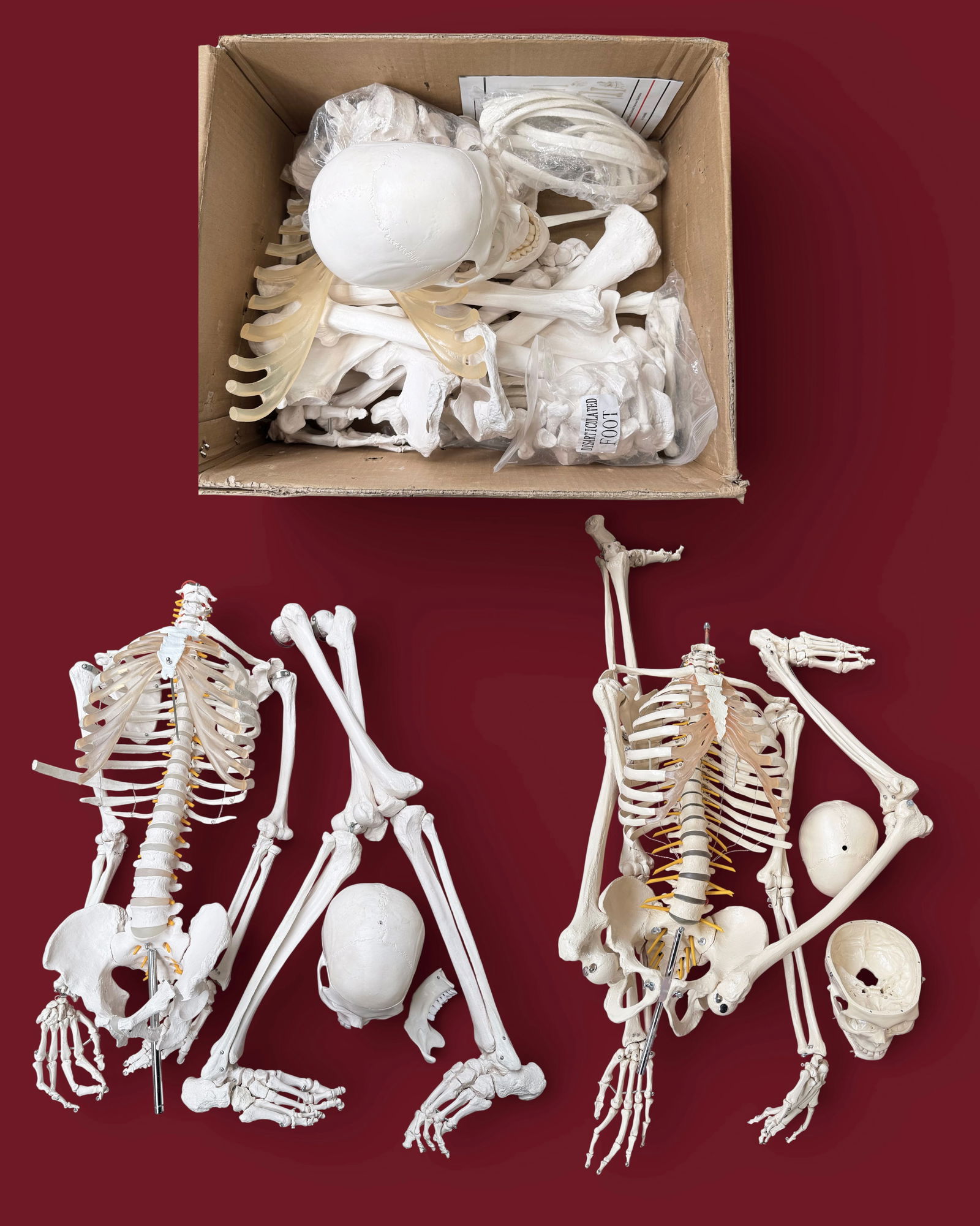 Lot of 3 Model Skeletons Without Stands. (1 of 3)