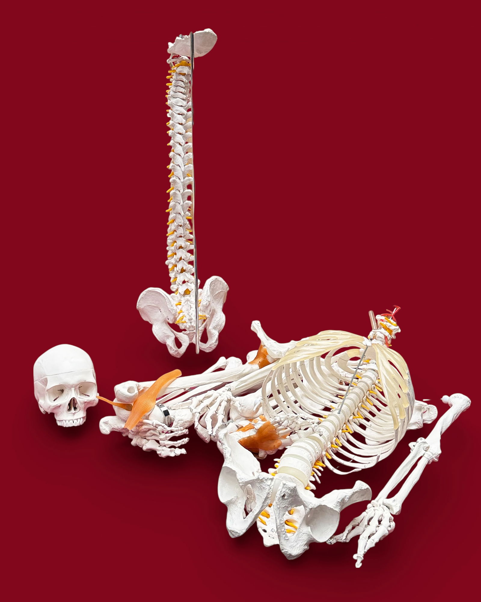 Lot: Skeleton Model, Spinal Cord Model. (1 of 6)
