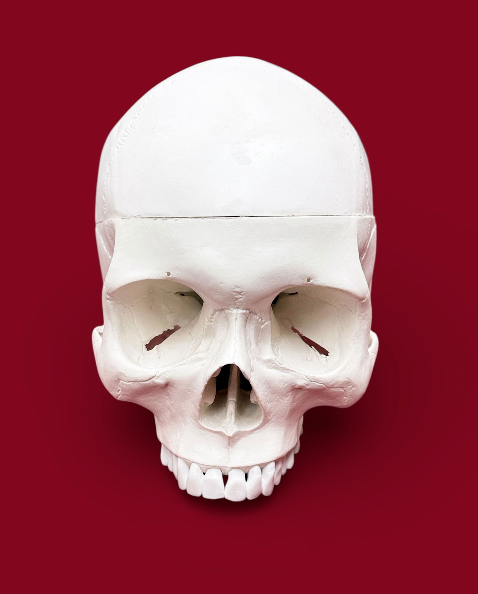 Lot: Skeleton Model, Spinal Cord Model. - 2