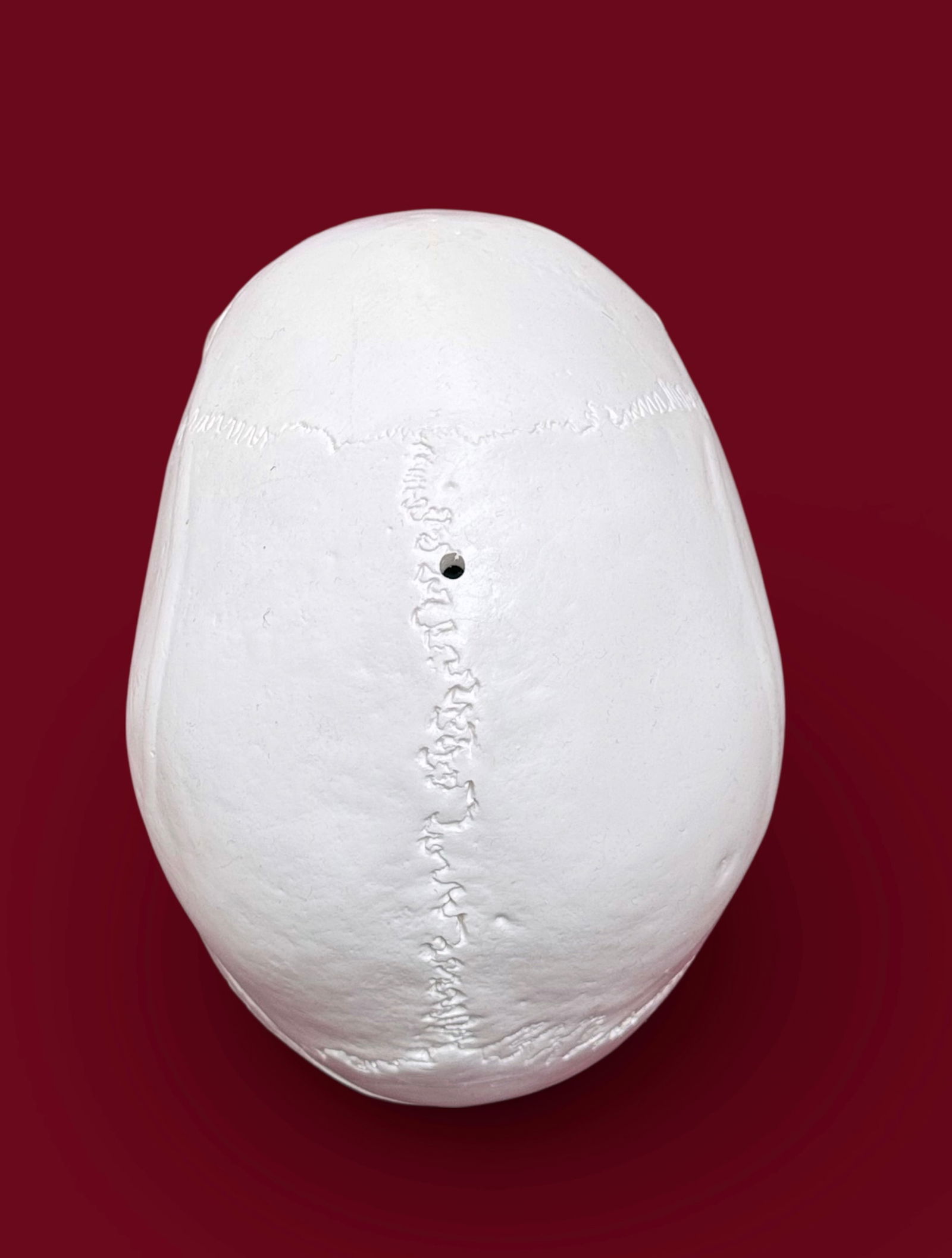 Lot: Skeleton Model, Spinal Cord Model. - 3