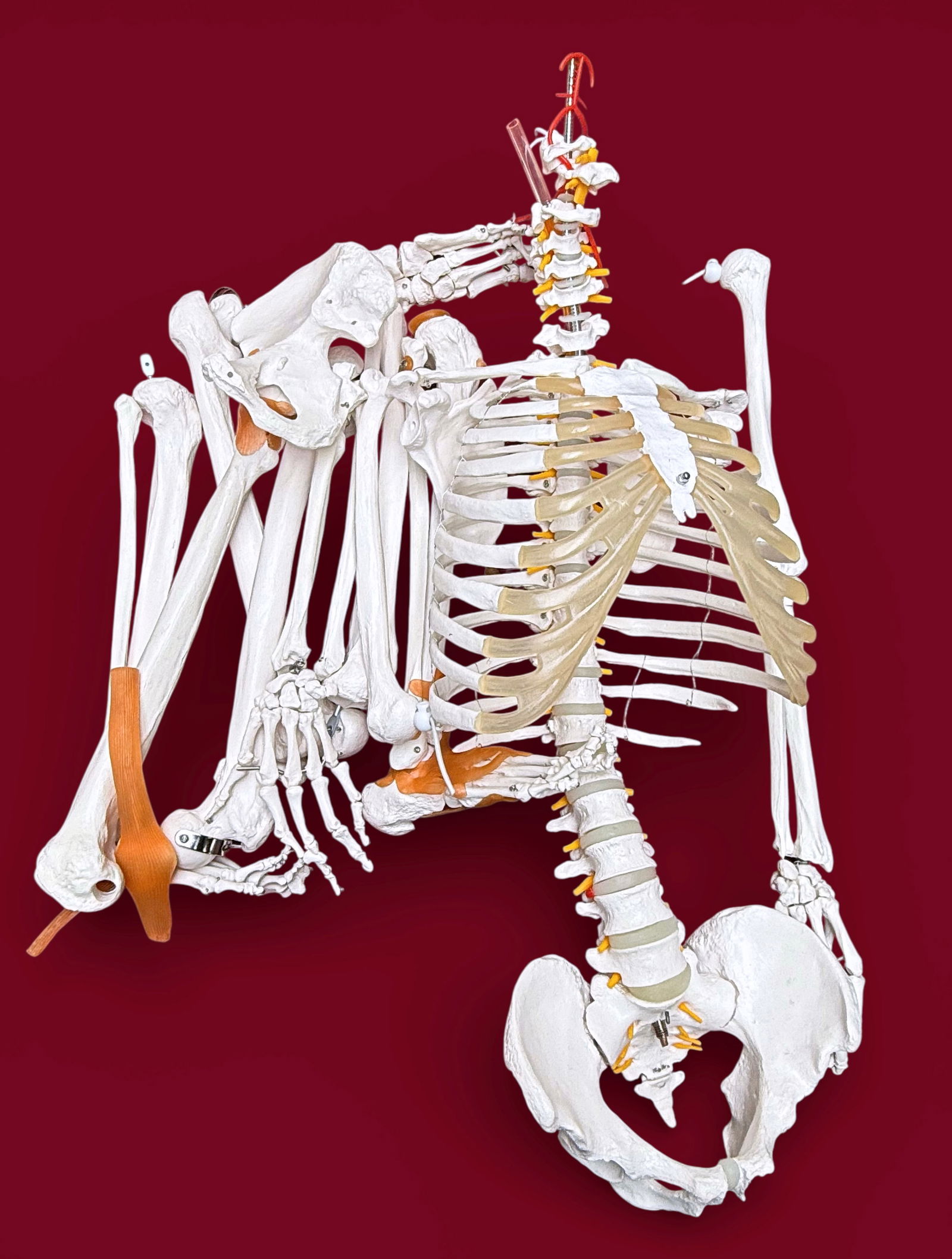Lot: Skeleton Model, Spinal Cord Model. - 4
