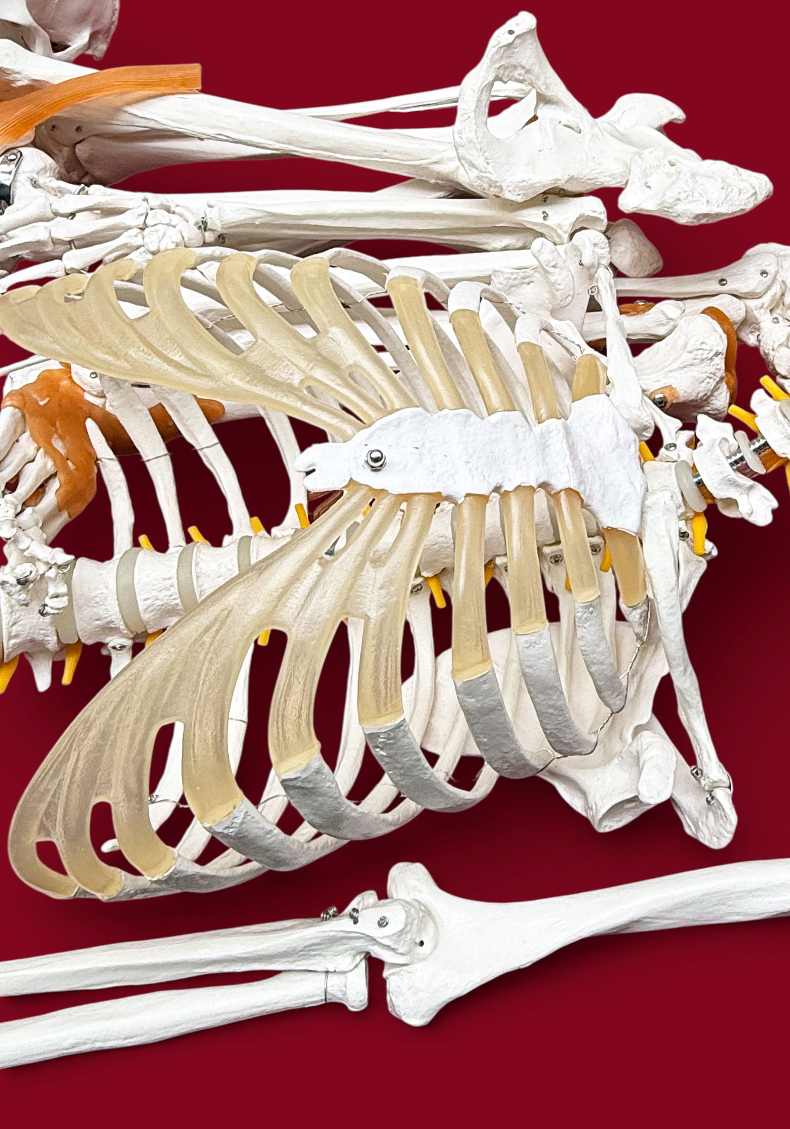 Lot: Skeleton Model, Spinal Cord Model. - 5