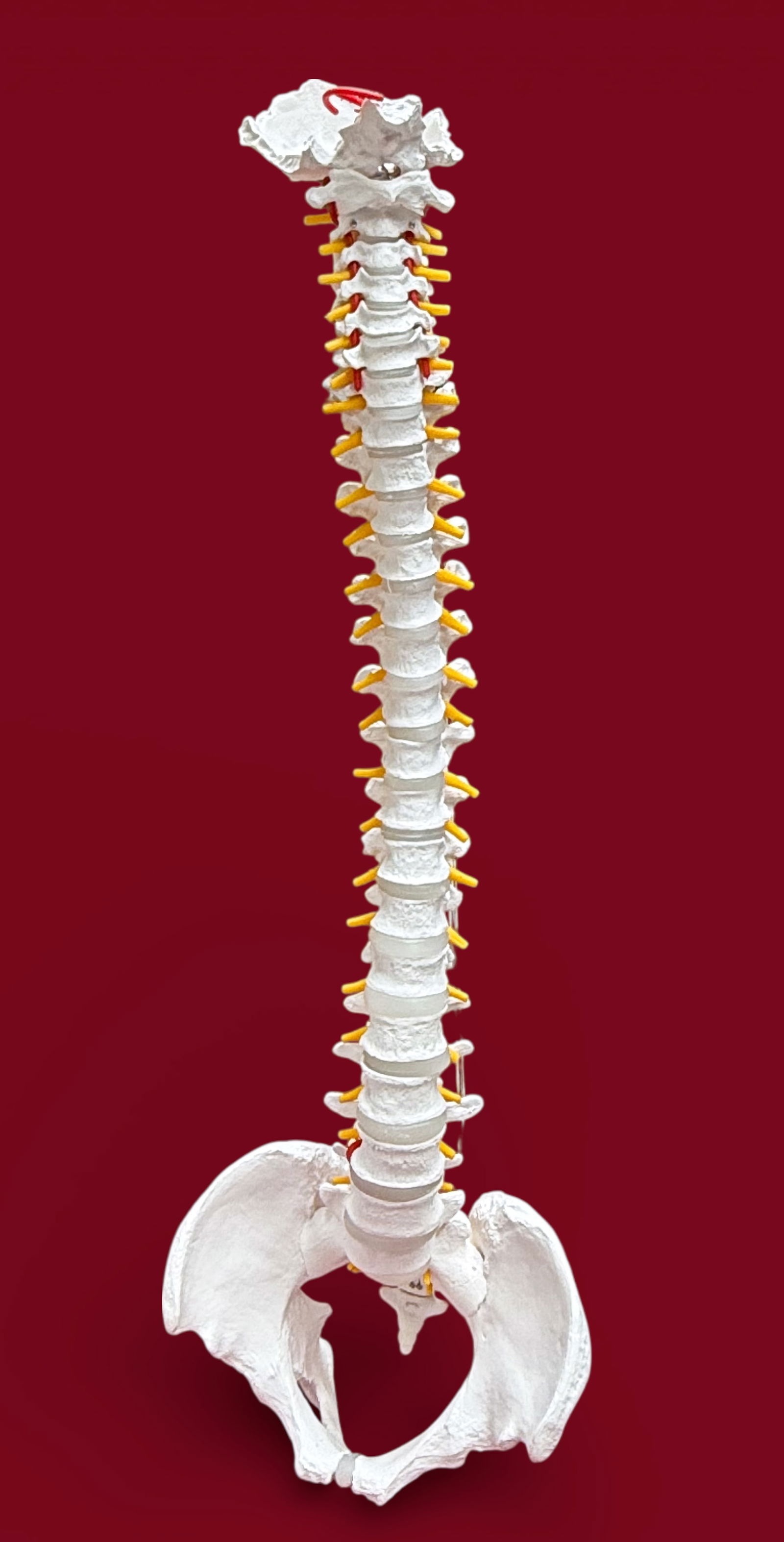Lot: Skeleton Model, Spinal Cord Model. - 6