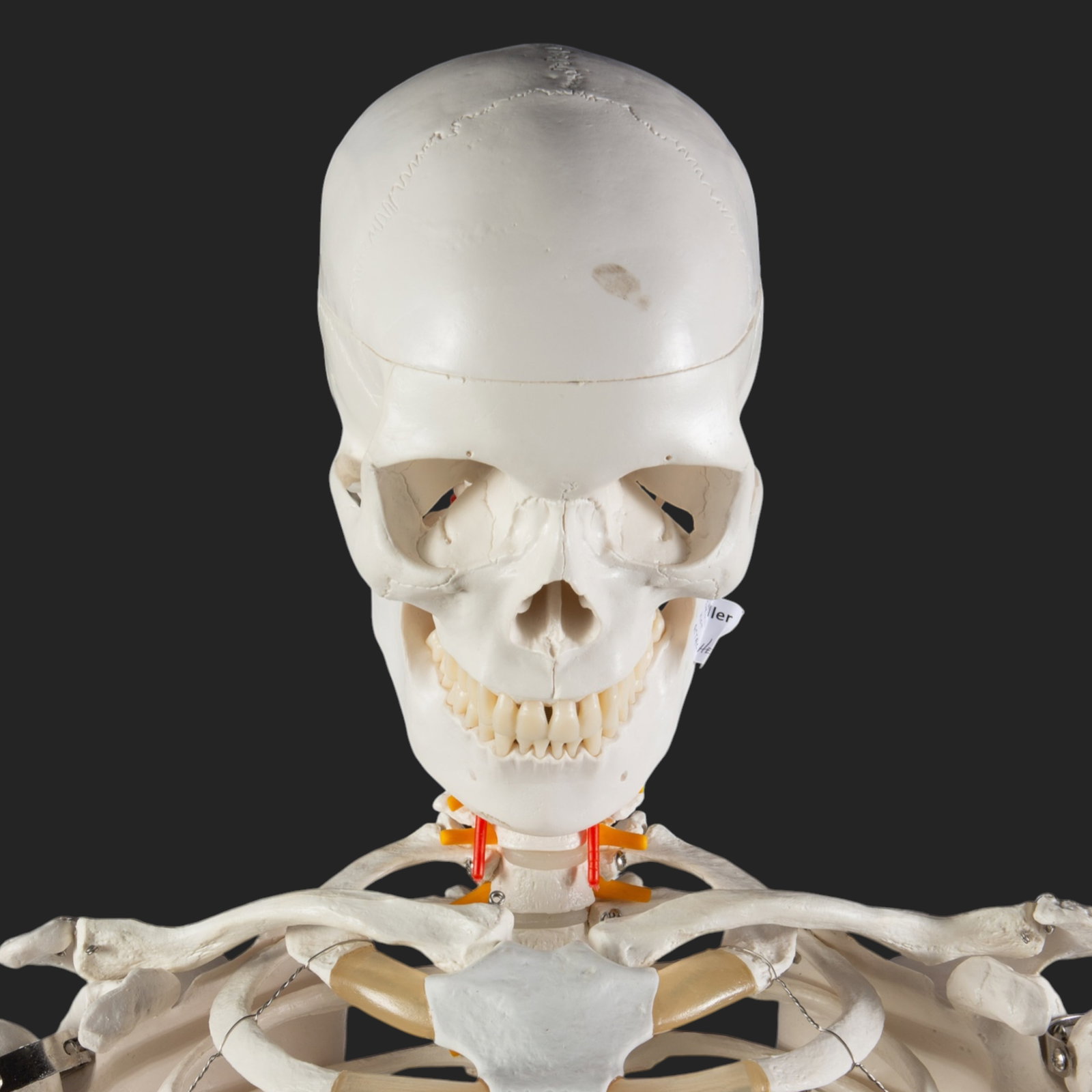 Axis Scientific Skeleton Model w/ Rolling Stand. - 2