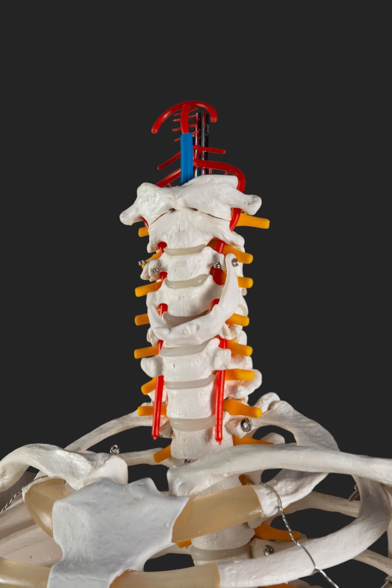 Axis Scientific Skeleton Model w/ Rolling Stand. - 3