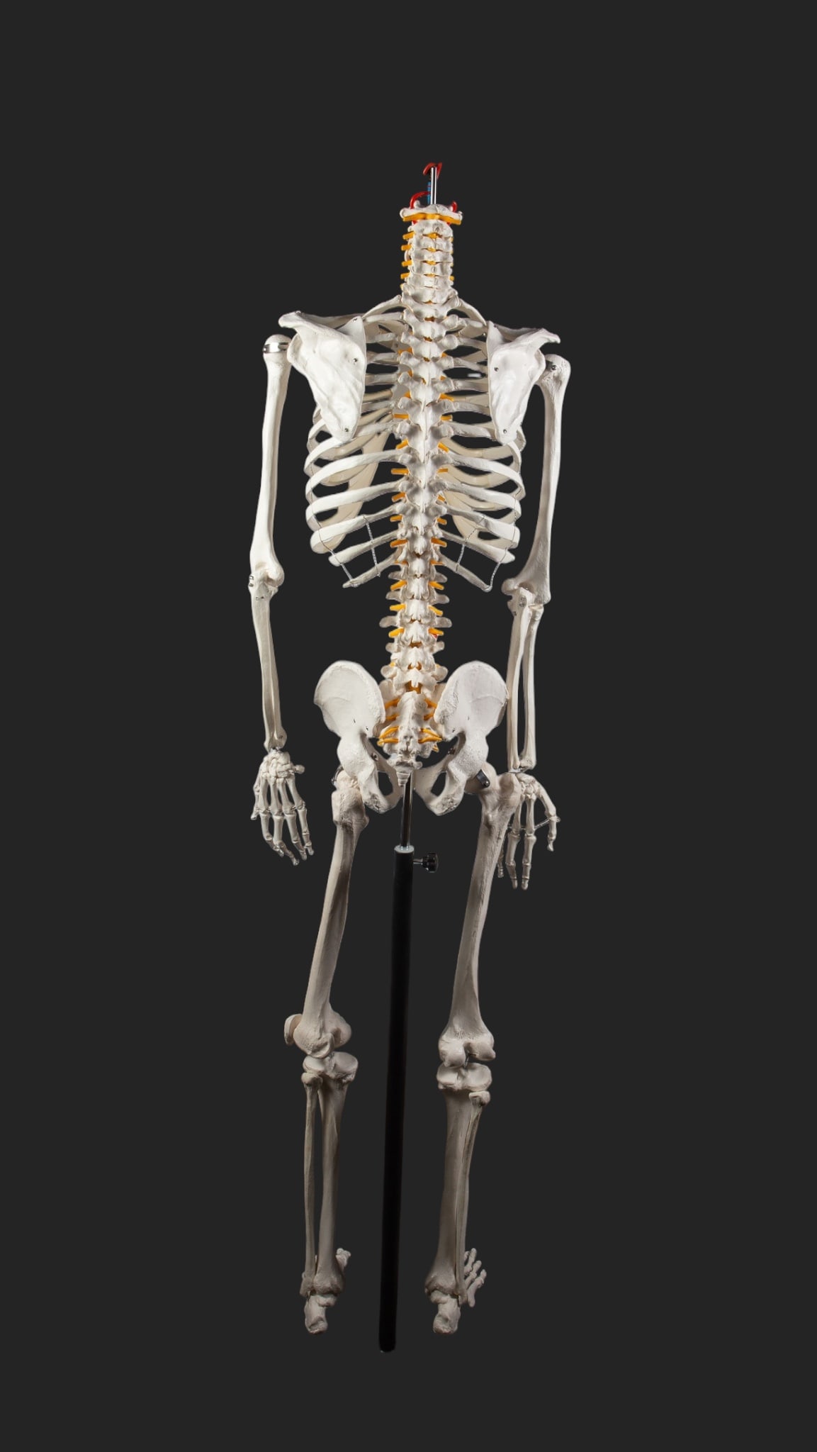 Axis Scientific Skeleton Model w/ Rolling Stand. - 4