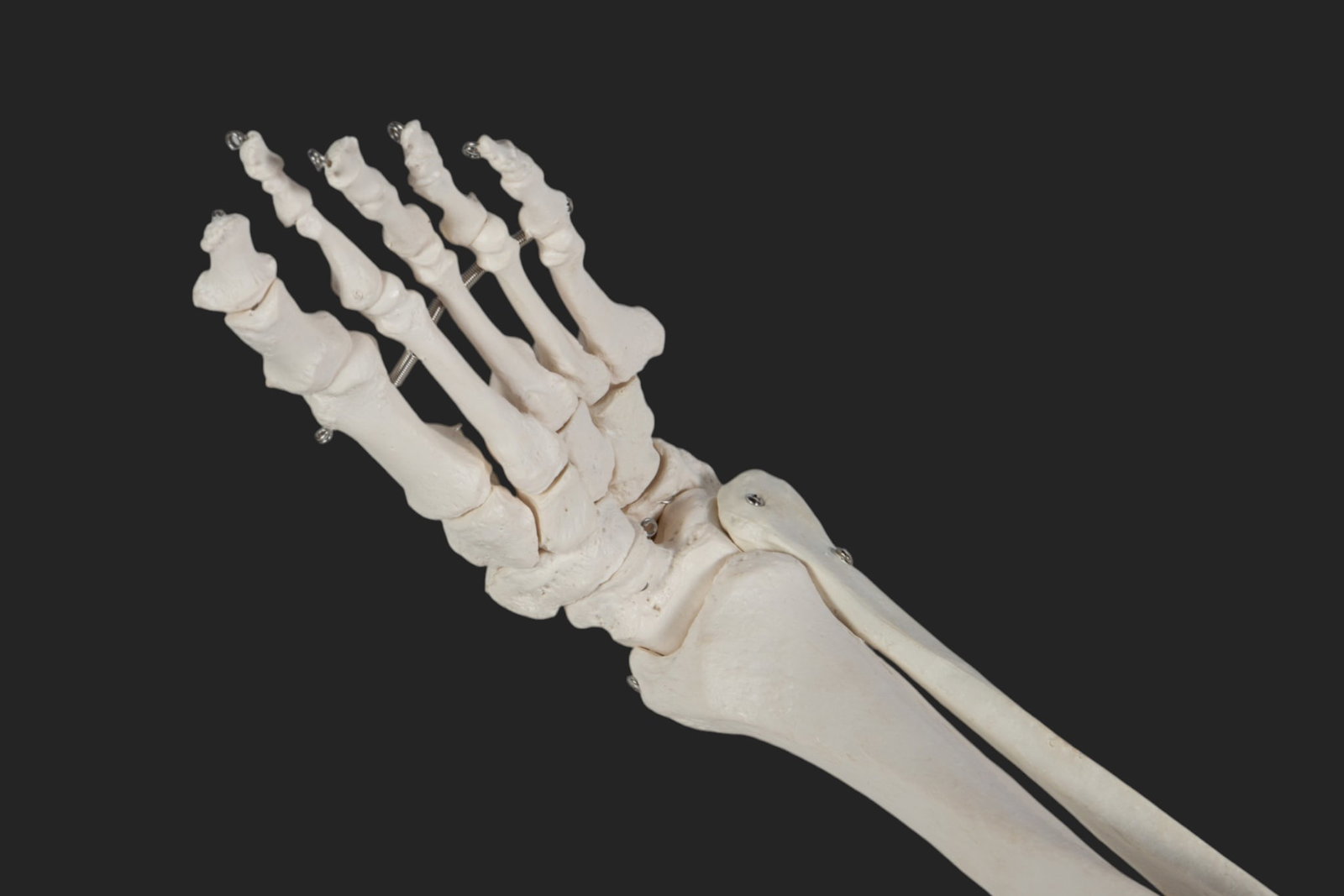 Axis Scientific Skeleton Model w/ Rolling Stand. - 7