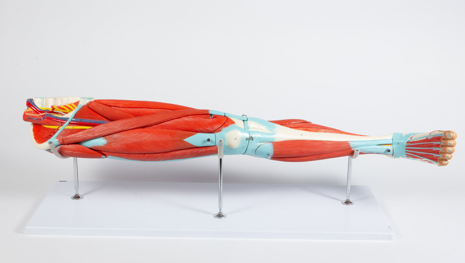 Axis Scientific Musculoskeletal Model of Leg.: It comes with a separate stand. The stand has some minor blemishes, but overall, the lot looks to be in good condition. With the stand, the dimensions are 42" x 12 1/8" x 13". Third-party shipping or