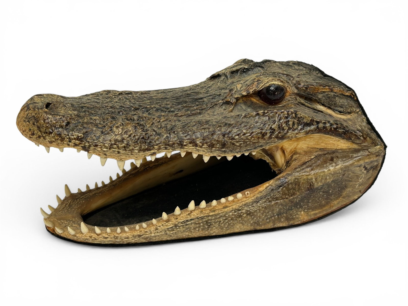Alligator Head Taxidermy w/ Glass Eyes. (1 of 9)