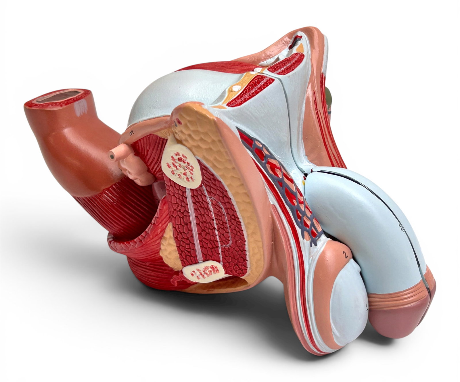 Axis Life Size Open Back Torso Anatomical Model. - 10
