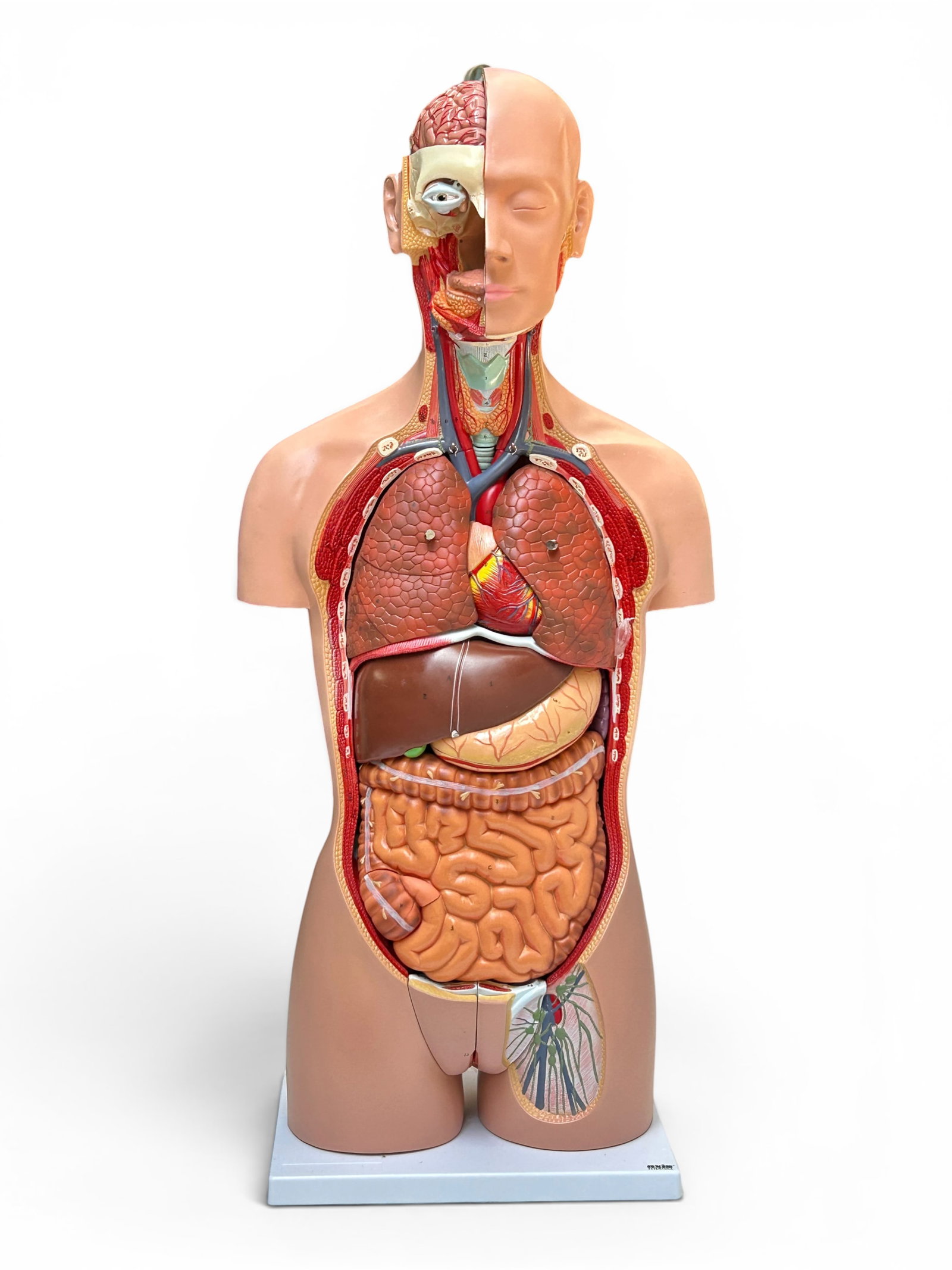 Axis Life Size Open Back Torso Anatomical Model. - 12