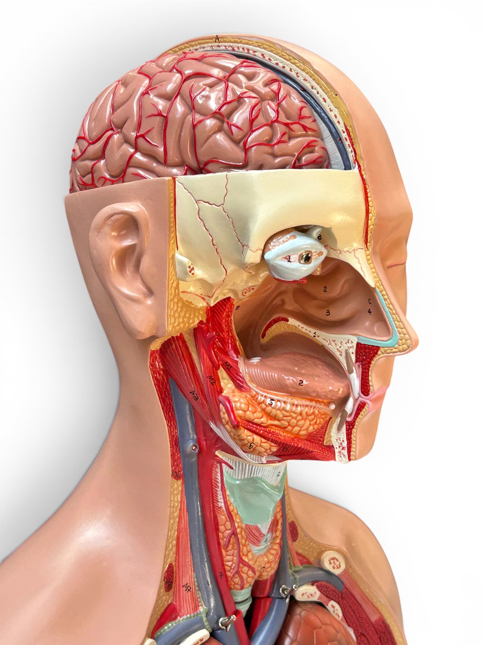 Axis Life Size Open Back Torso Anatomical Model. - 13