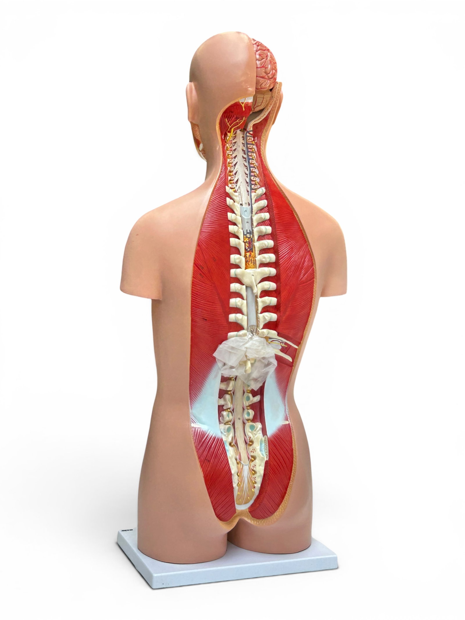 Axis Life Size Open Back Torso Anatomical Model. - 14