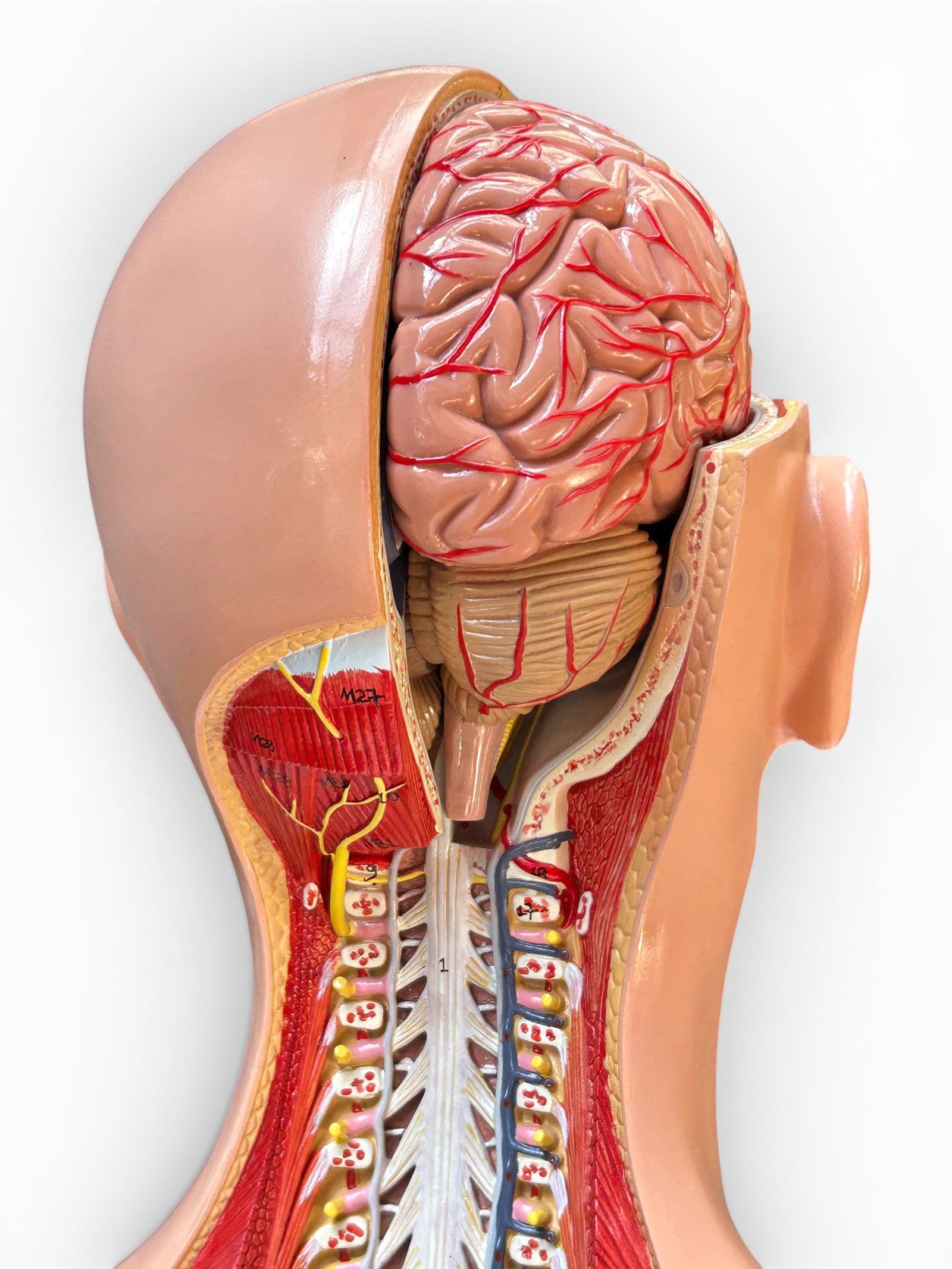 Axis Life Size Open Back Torso Anatomical Model. - 15
