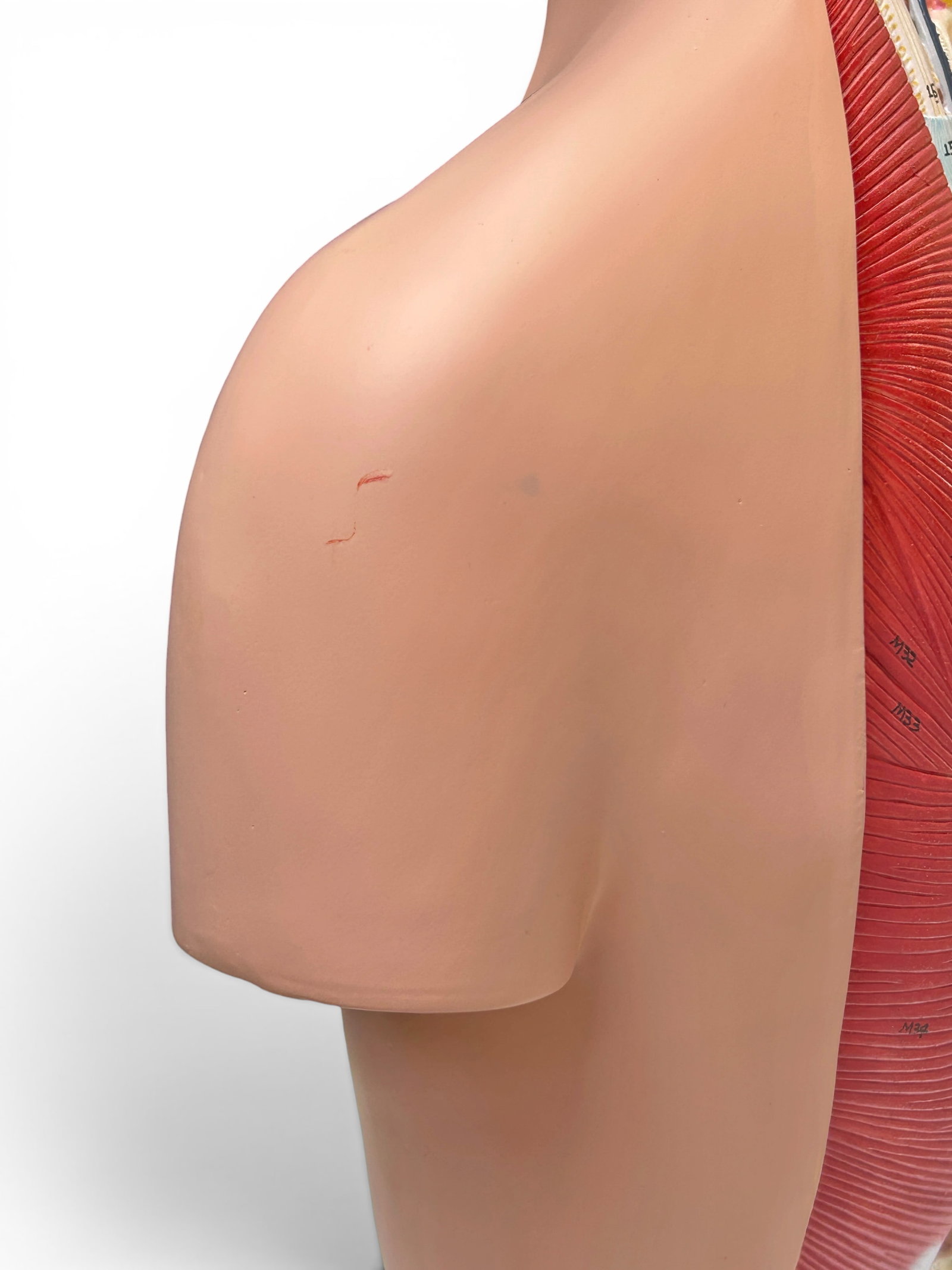 Axis Life Size Open Back Torso Anatomical Model. - 16