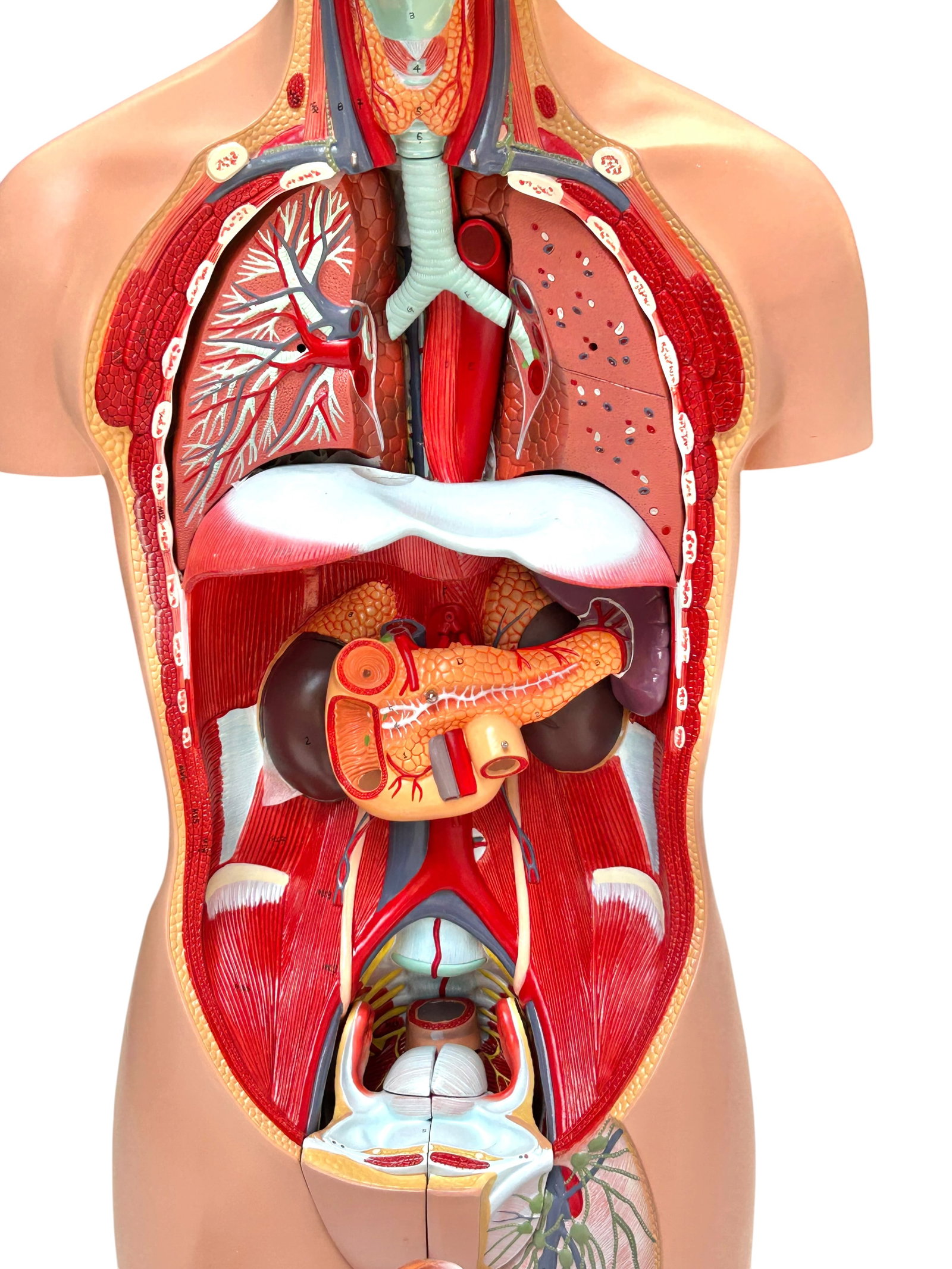 Axis Life Size Open Back Torso Anatomical Model. - 17