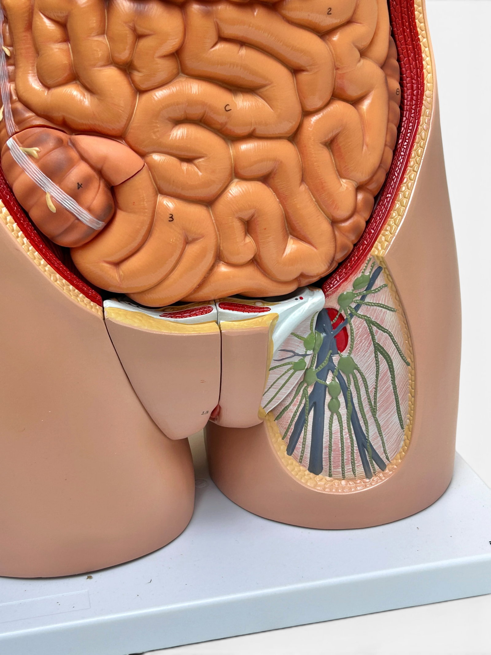 Axis Life Size Open Back Torso Anatomical Model. - 18