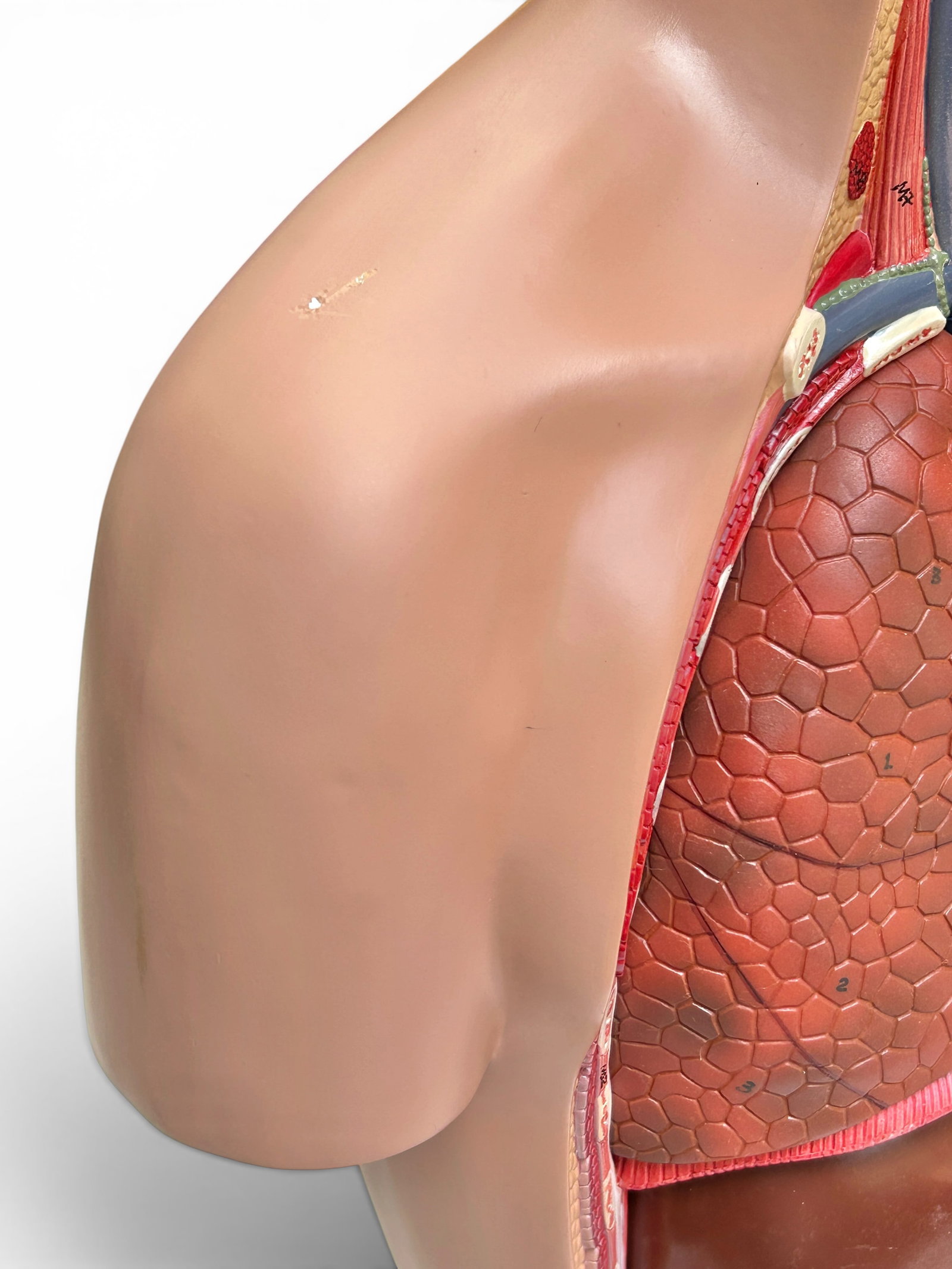 Axis Life Size Open Back Torso Anatomical Model. - 19