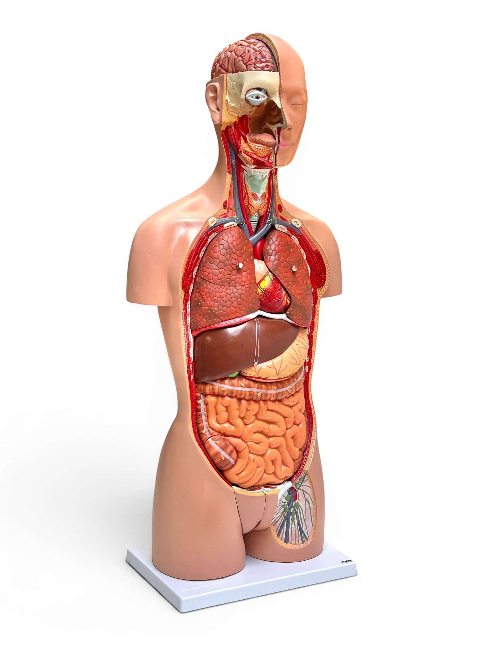 Axis Life Size Open Back Torso Anatomical Model.: The 27 part dual-sex model is composed of magnetized removable parts. It measures 35" tall, 15 3/4" wide, and 9" deep (including the white base). It comes with an interchangeable male genitalia and pe