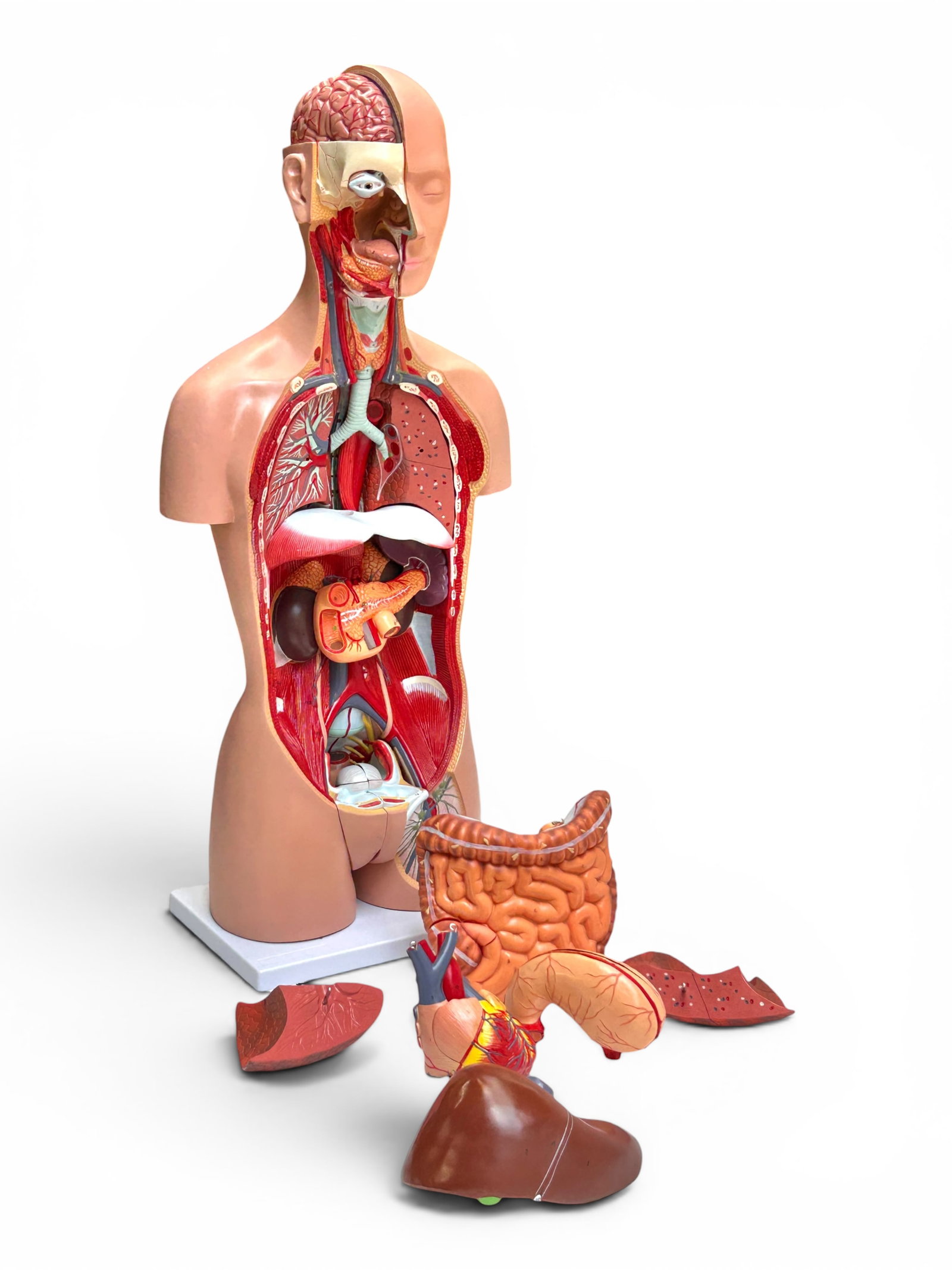 Axis Life Size Open Back Torso Anatomical Model. - 2
