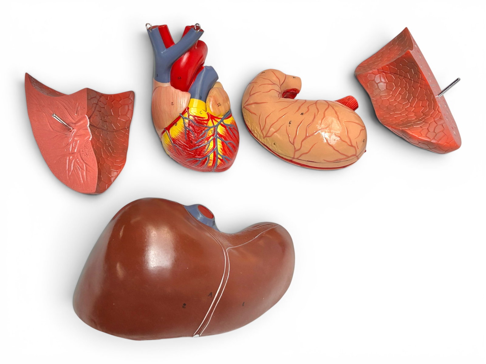 Axis Life Size Open Back Torso Anatomical Model. - 4