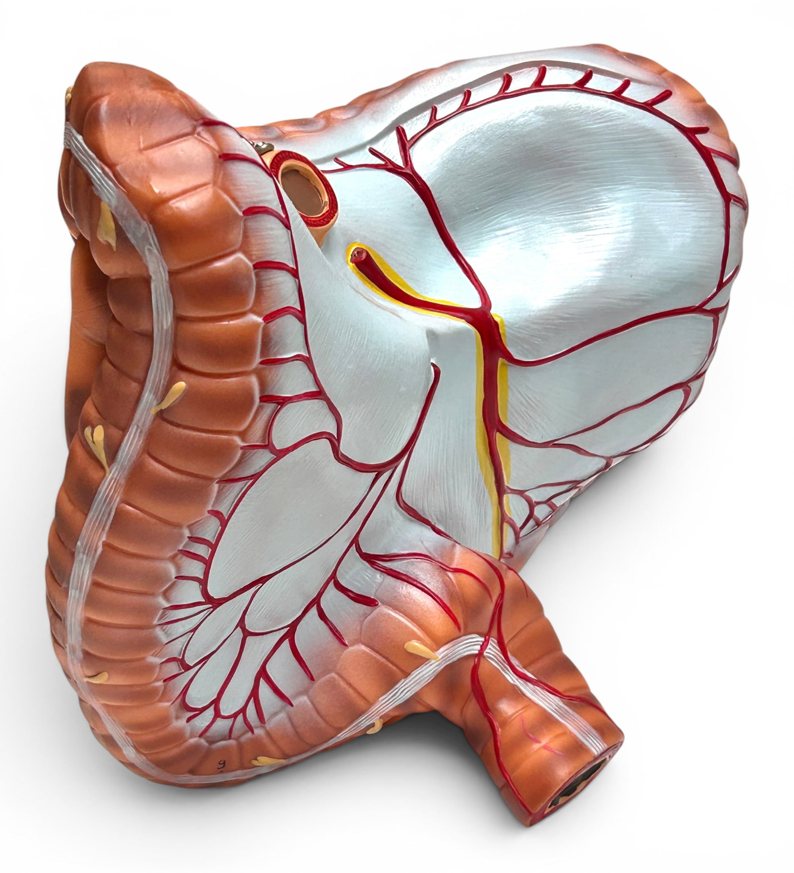 Axis Life Size Open Back Torso Anatomical Model. - 9