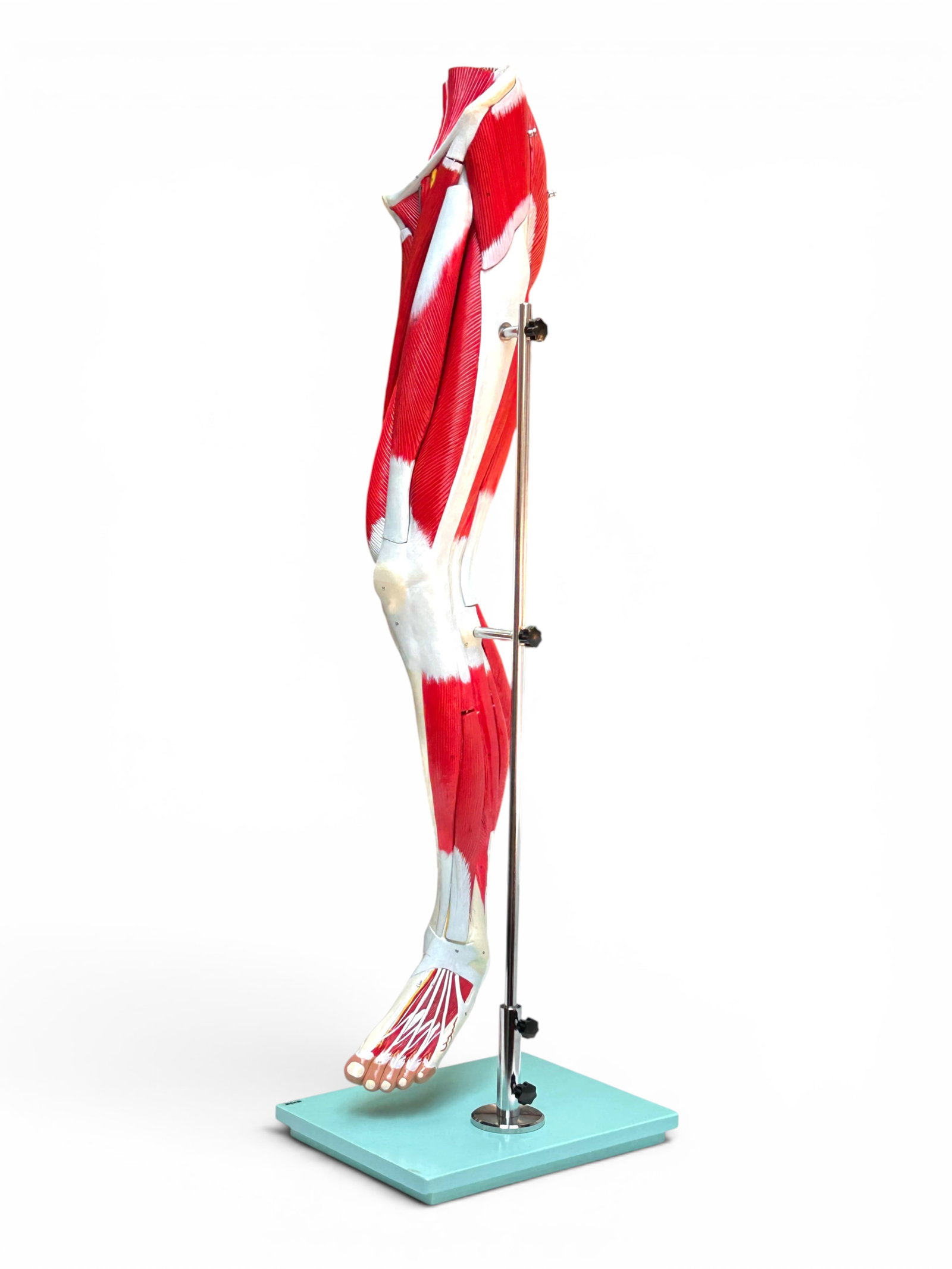 Axis Scientific Left Leg Muscle Anatomical Model.: The model is composed of magnetized removable parts. It measures 45" tall, 11" wide, and 13 3/4" deep (including the light blue base). There are some scratches and stains, mainly on the base. Otherwis
