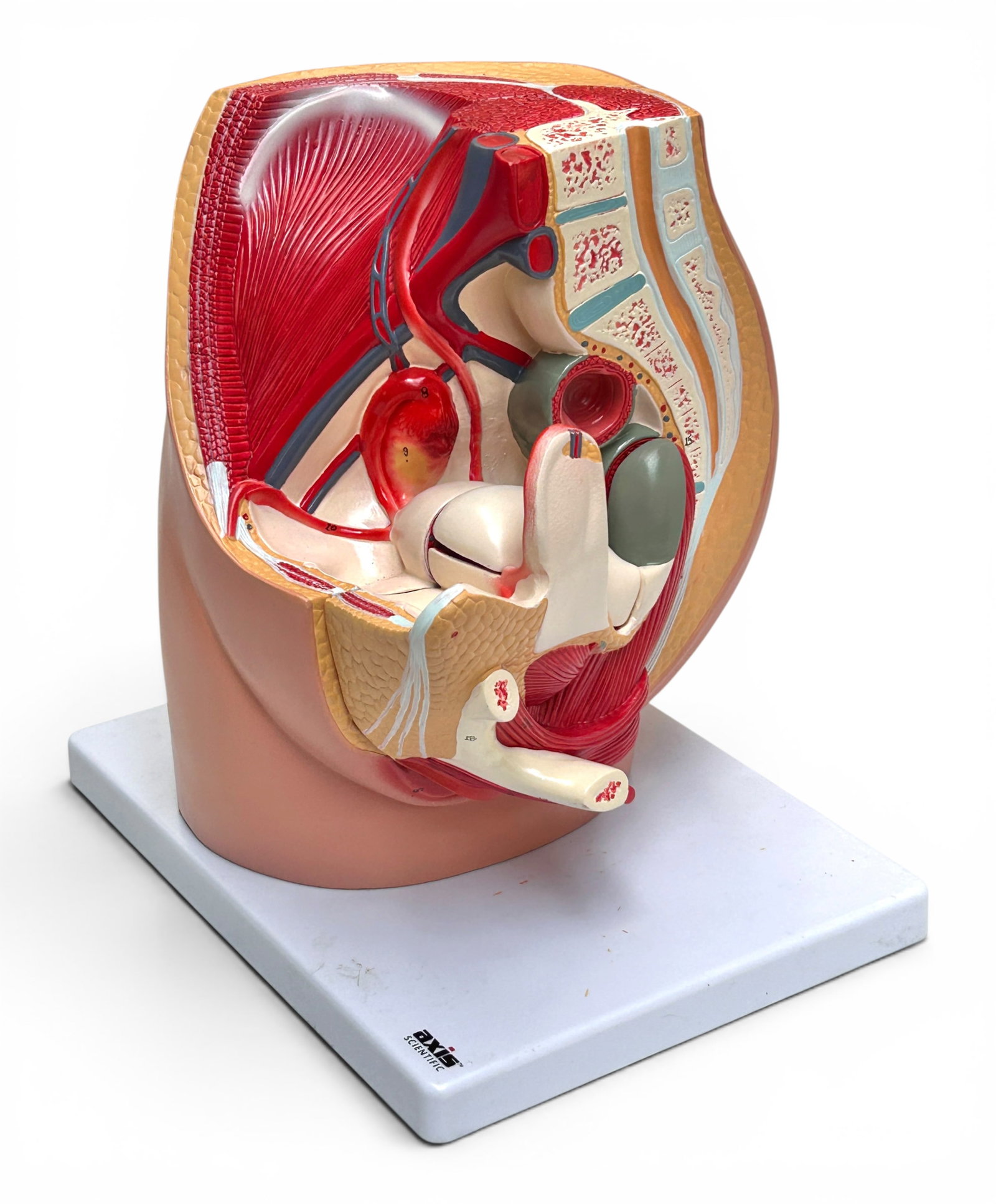 Axis Scientific Female Pelvis Muscle Anatomy Model: The model is composed of magnetized removable parts. It measures 10 1/2" tall, 10 1/2" wide, and 7 7/8" deep (including the base). There are some scratches and stains on the piece, mainly on the white