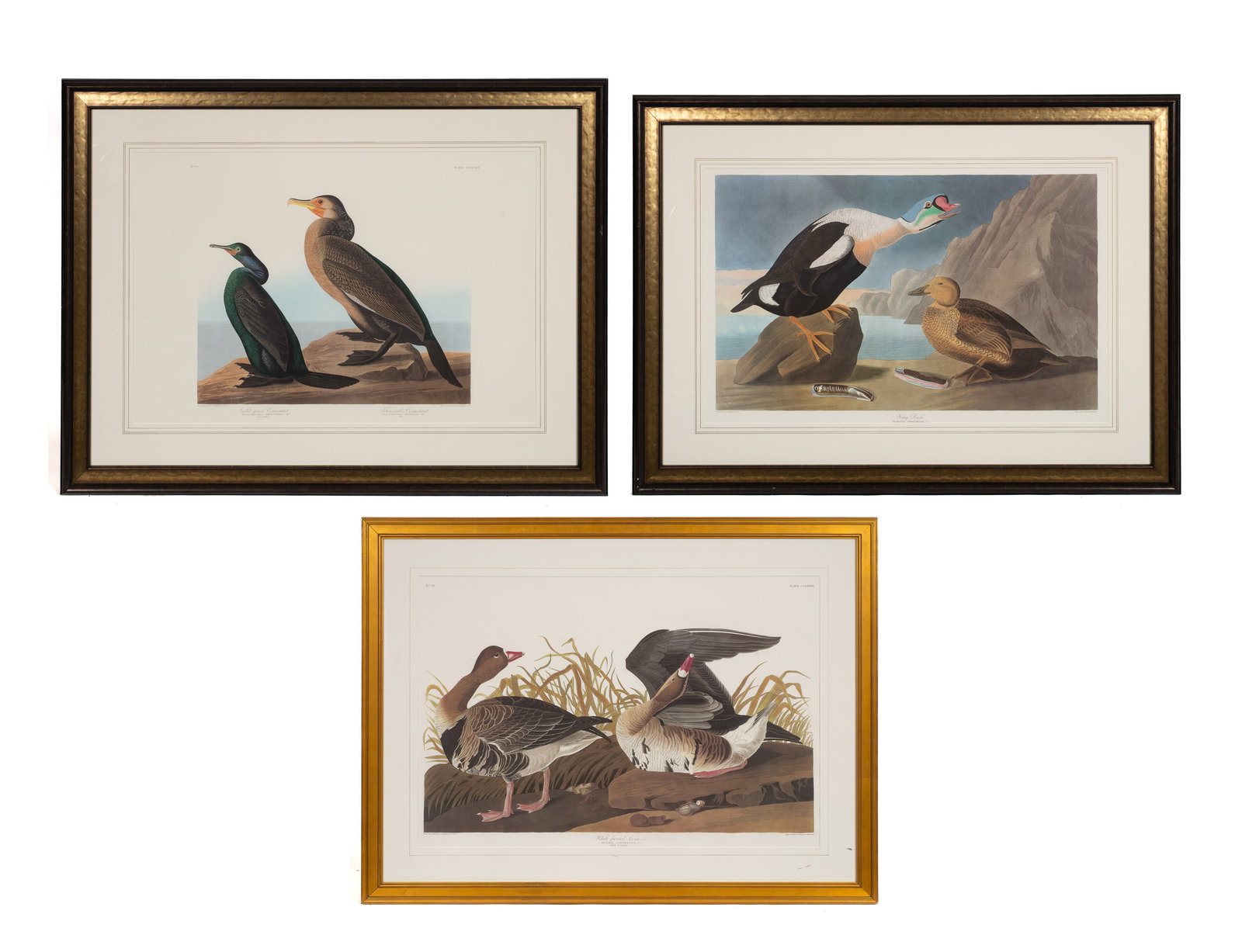 Three Large Ornithological Prints, After Audubon. (1 of 16)