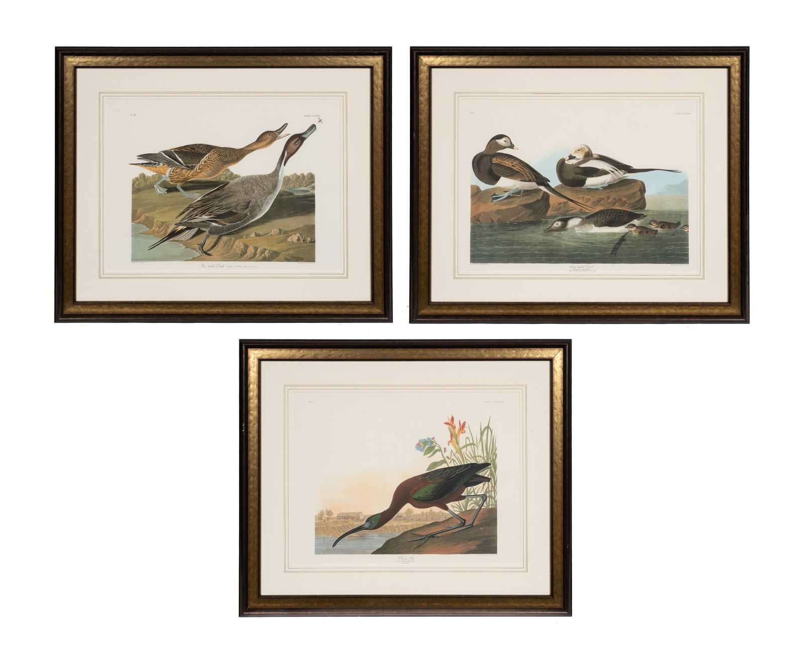 Three Large Ornithological Prints, After Audubon. (1 of 15)