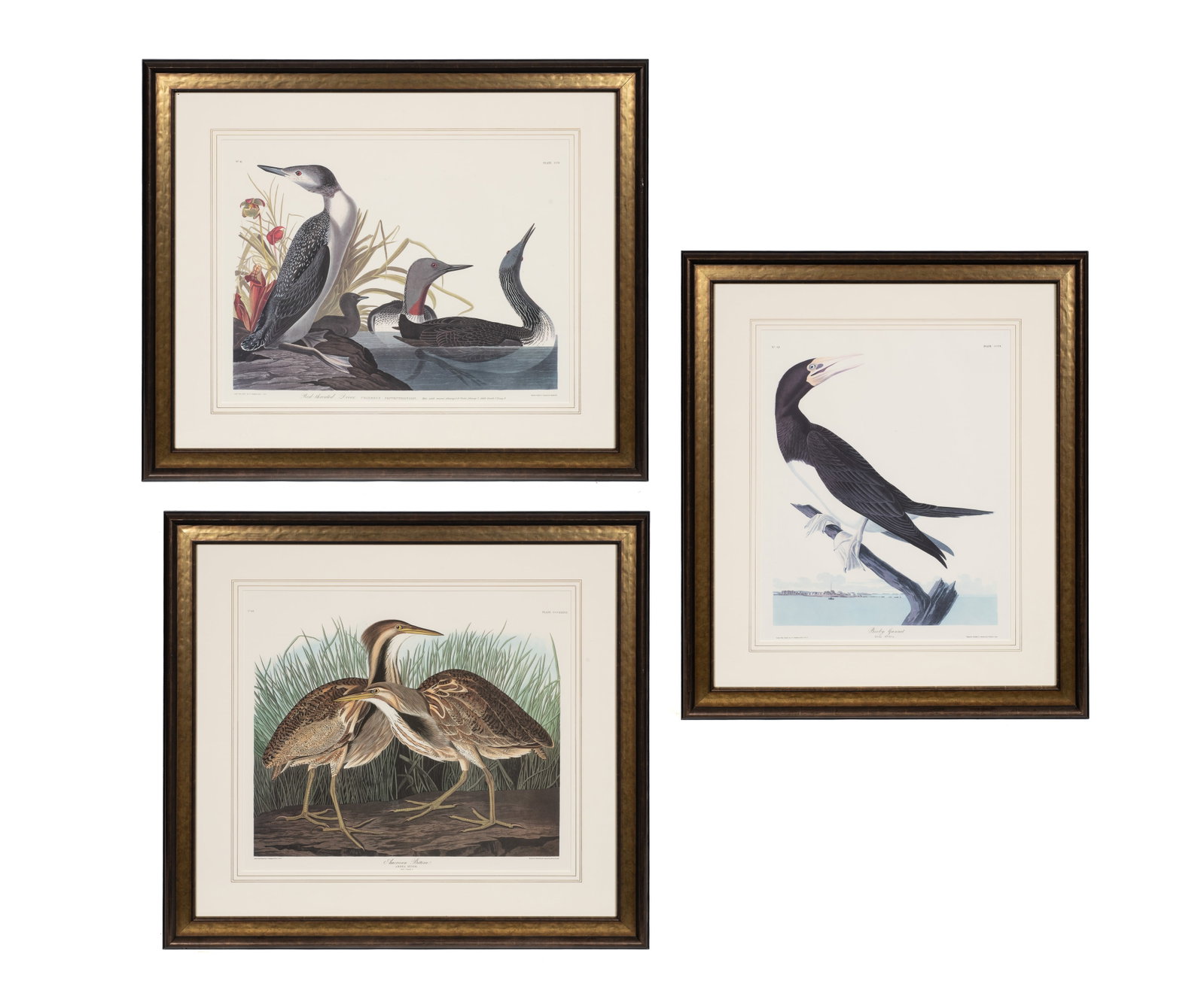 Three Large Ornithological Prints, After Audubon. (1 of 16)