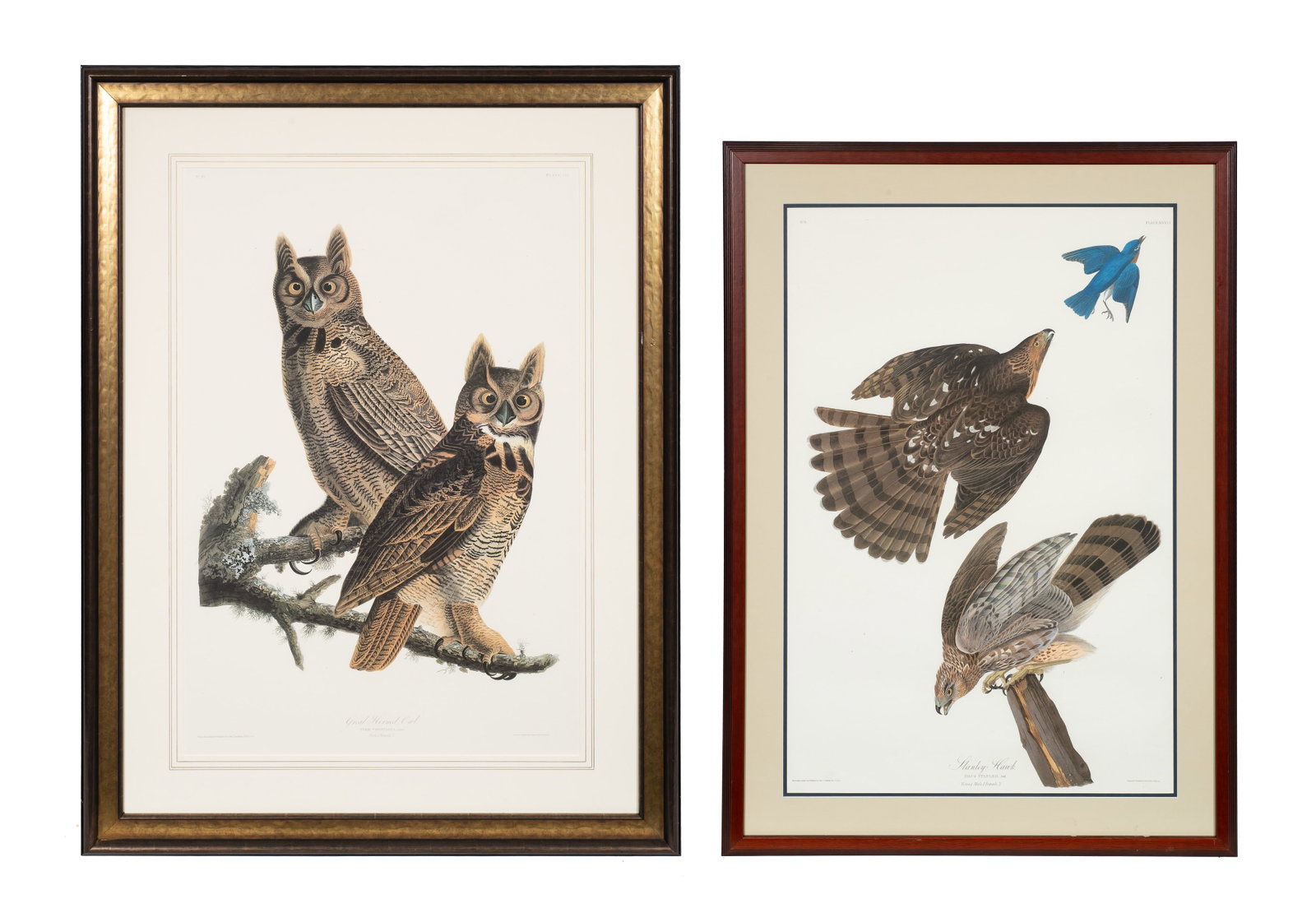 Two Large Ornithological Prints After Audubon. (1 of 15)